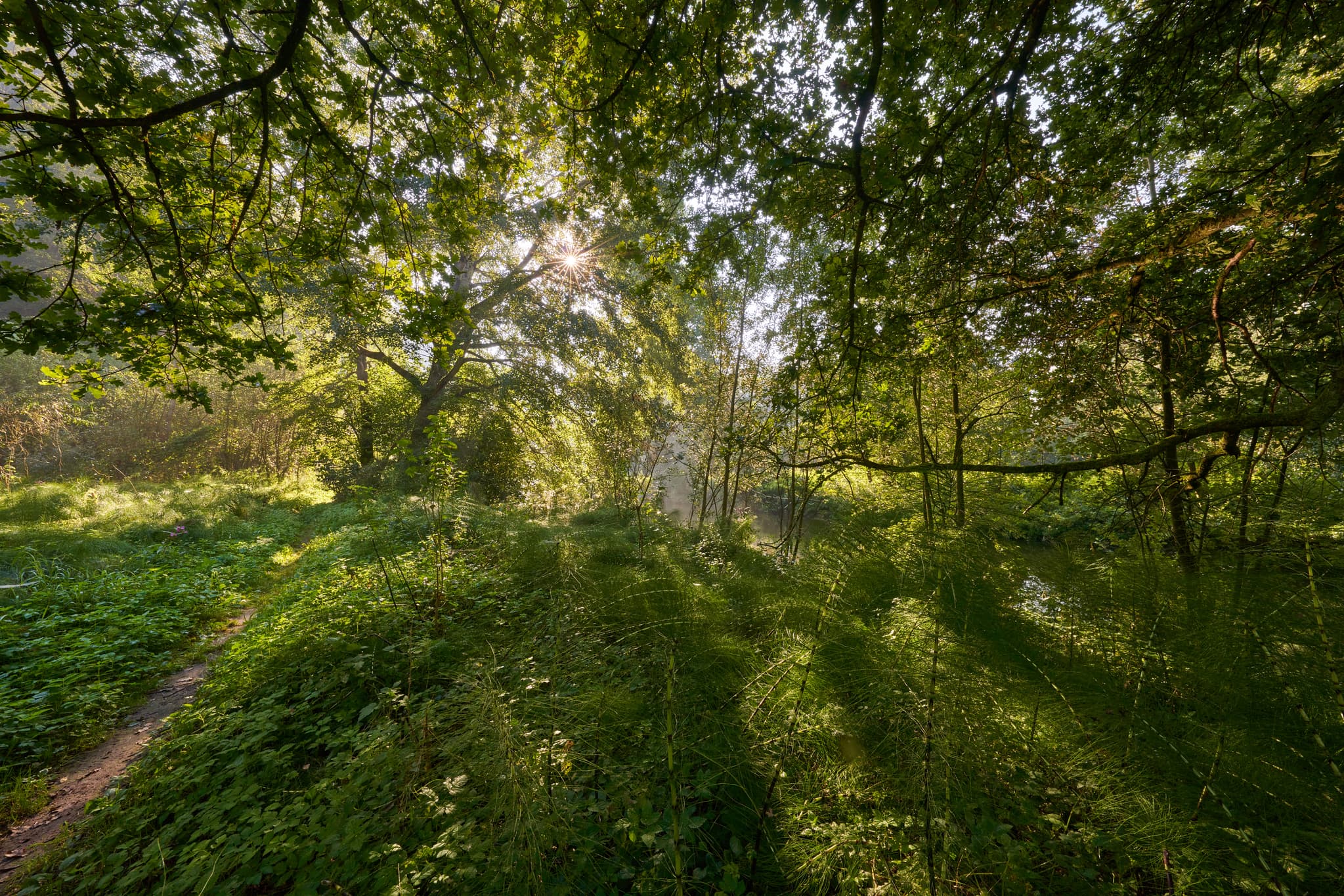 Idyllischer Waldweg entlang Isen bei Steinhöring, Winhöring, Landkreis Altötting, Oberbayern, Inn-Salzach, Deutschland. Grüne, sonnendurchflutete Natur.