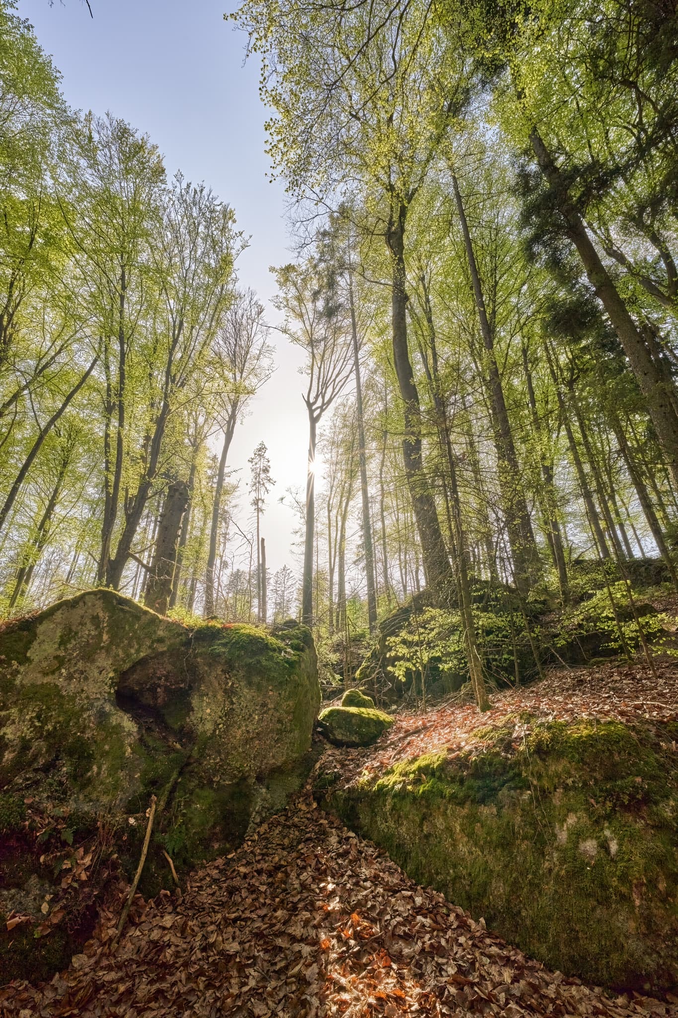 Waldweg mit Felsen, Moos und Laub in St. Salvator Luisenburg, Bad Griesbach. Landkreis Passau, Niederbayern, Bayern, Deutschland.