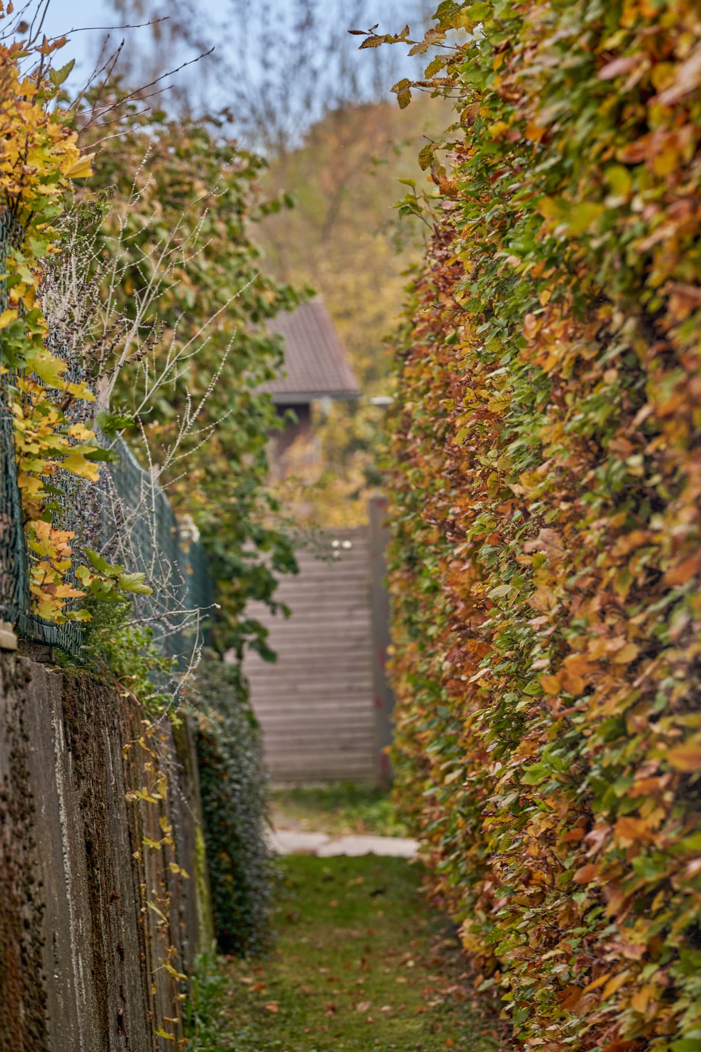 Enger Durchgang zwischen hohen Hecken in Schönau, Ort Schmaler Durchgang alte Schule Hörniweg, Landkreis Rottal-Inn, Niederbayern, Region Holzland, Deutschland.