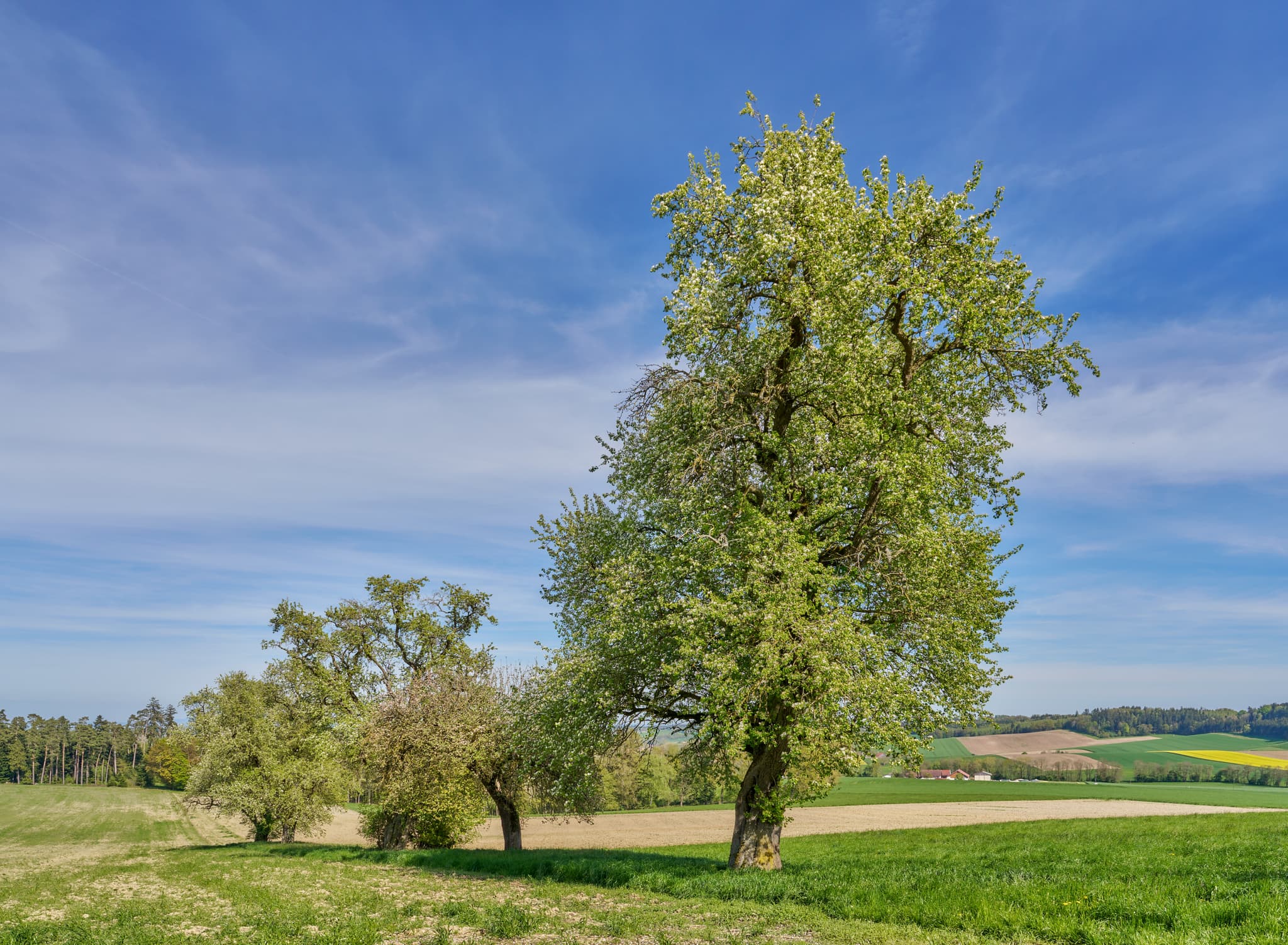 Landschaftsaufnahme mit Bäumen und Feldern in Bayerbach, Landkreis Rottal-Inn, Niederbayern, Holzland, Bäderdreieck, Deutschland.