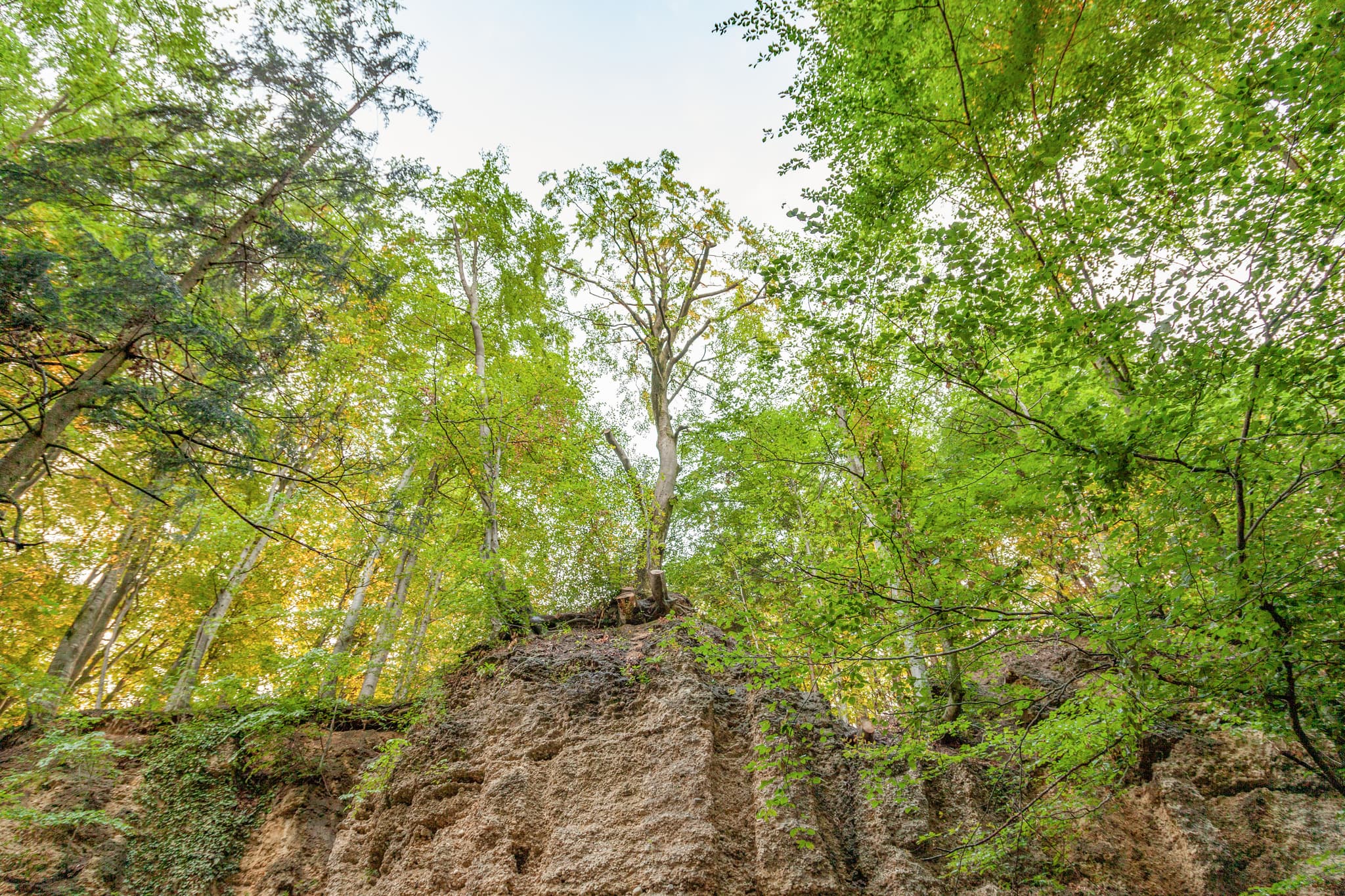 Geologische Orgeln Schroffen von unten, eine Felsformation mit Bäumen, in Oberschroffen, Unterneukirchen, Altötting, Oberbayern, Inn-Salzach, Deutschland.