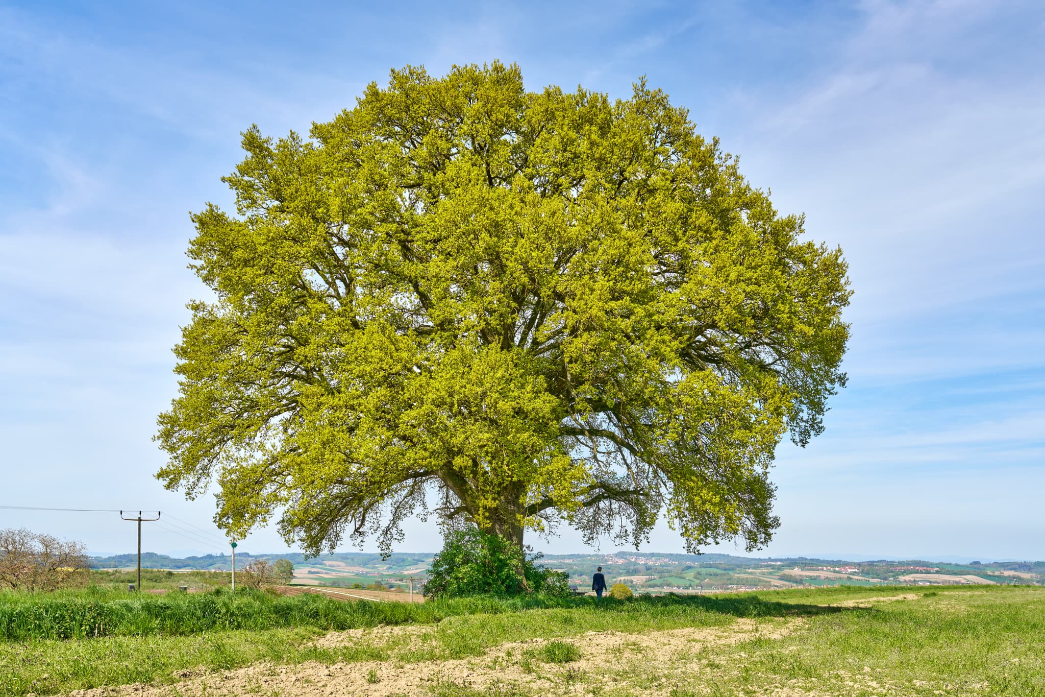 Landschaftliche Aufnahme einer Eiche bei Bayerbach im Landkreis Rottal-Inn, Niederbayern, Holzland/Bäderdreieck, Bayern, Deutschland.