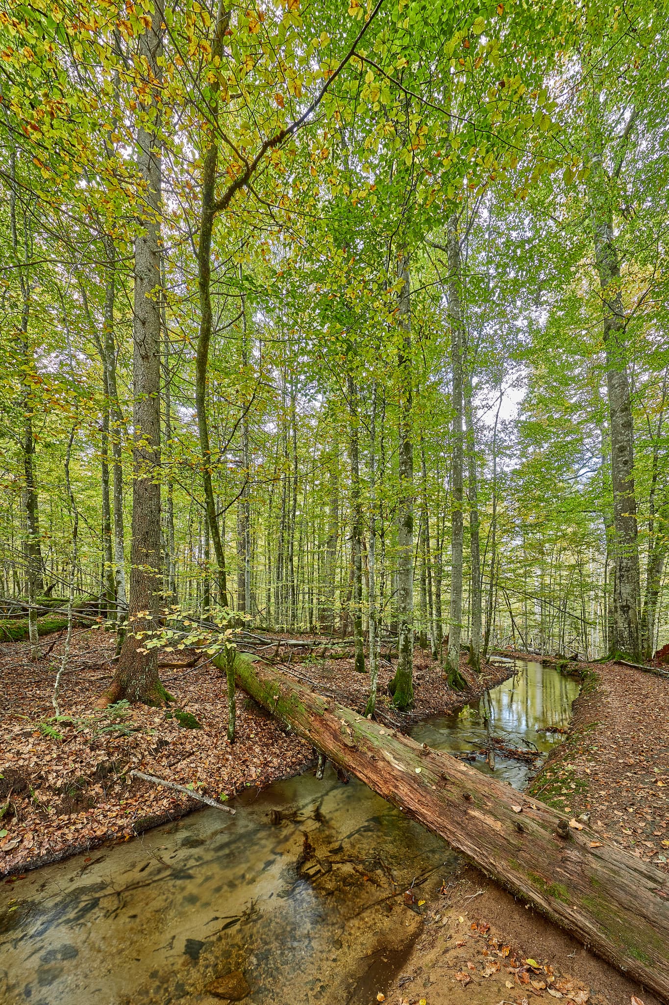 Schwellkanal im Hans-Watzlik-Hain, Bayerisch Eisenstein, Landkreis Regen, Niederbayern. Waldlandschaft Bayerischer Wald, Deutschland. Baumstamm über Wasserlauf.