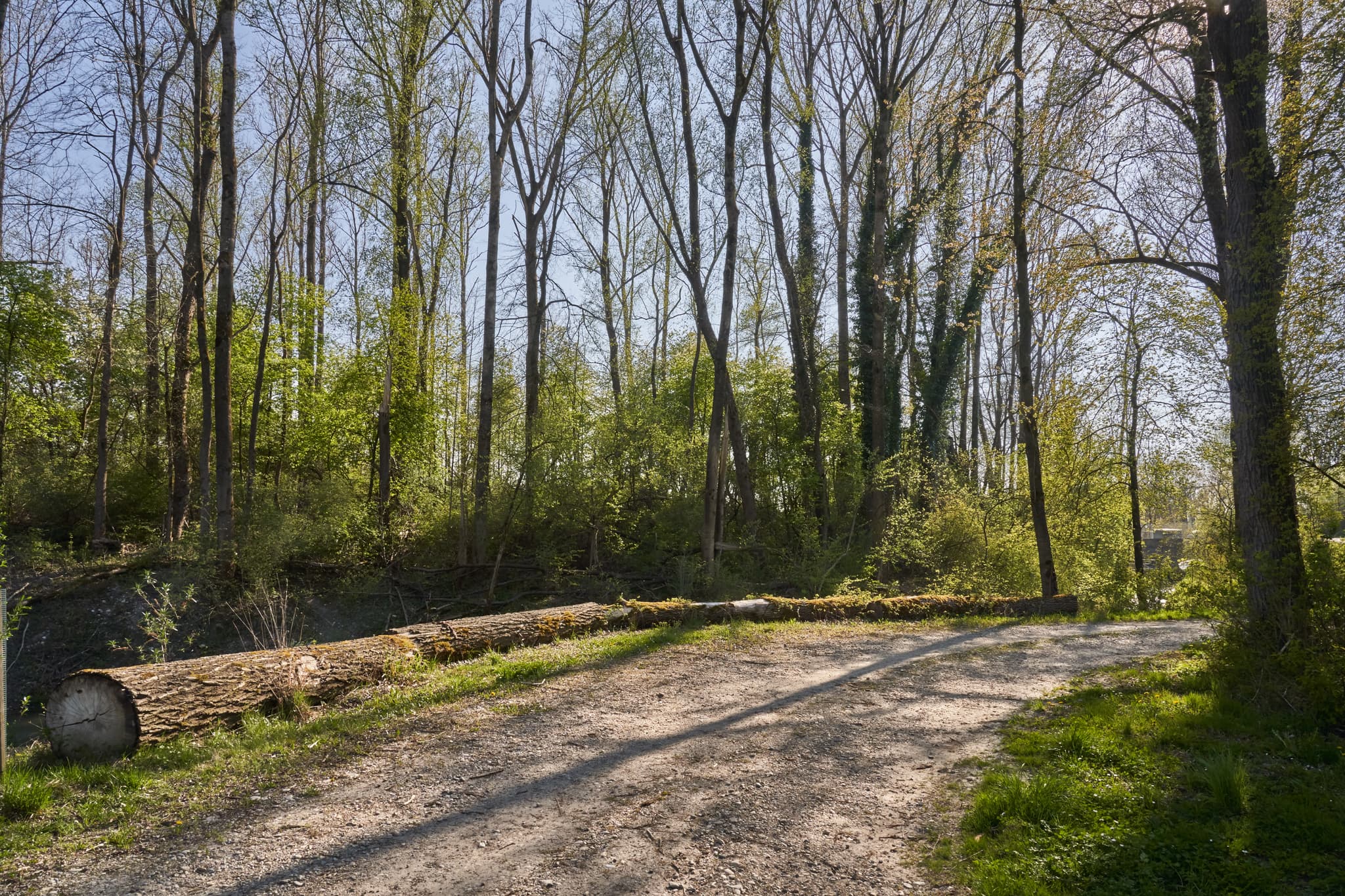 Ein Waldweg in Stammham, Altötting, Oberbayern, Inn-Salzach, Deutschland, führt durch eine frühlingshafte Waldlandschaft. Im Vordergrund liegen Baumstämme.