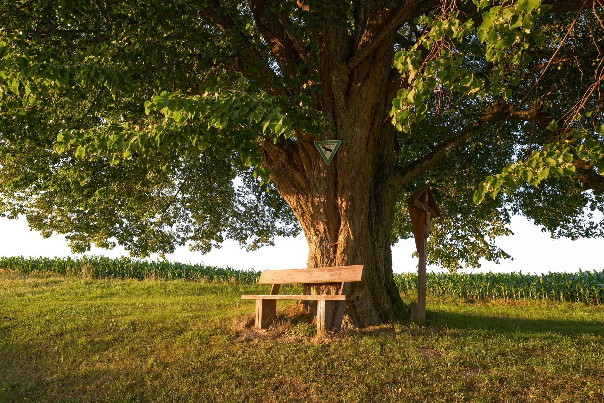 Vilseck Linde, Erlbach, Landkreis Altötting, Oberbayern. Baum mit Bank am Feldweg, weite Felder. Region Inn-Salzach, Deutschland, Abendstimmung.