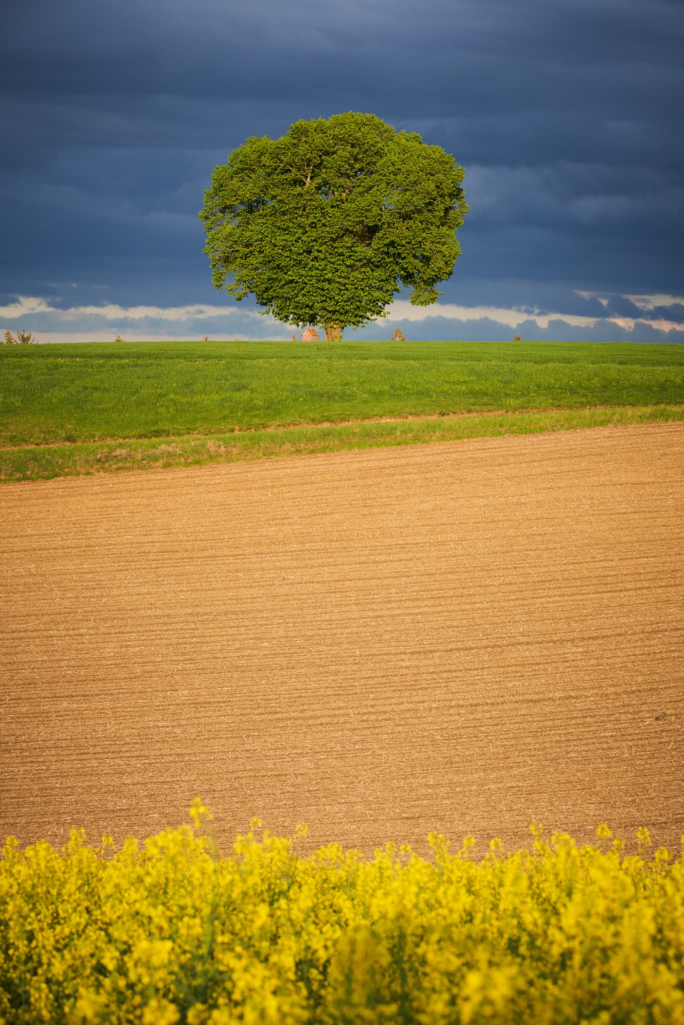 Feldlandschaft mit Baum und Bildstock bei Wald bei Winhöring, Pleiskirchen, Altötting, Oberbayern, Inn-Salzach, Deutschland. Rapsblüte im Vordergrund.
