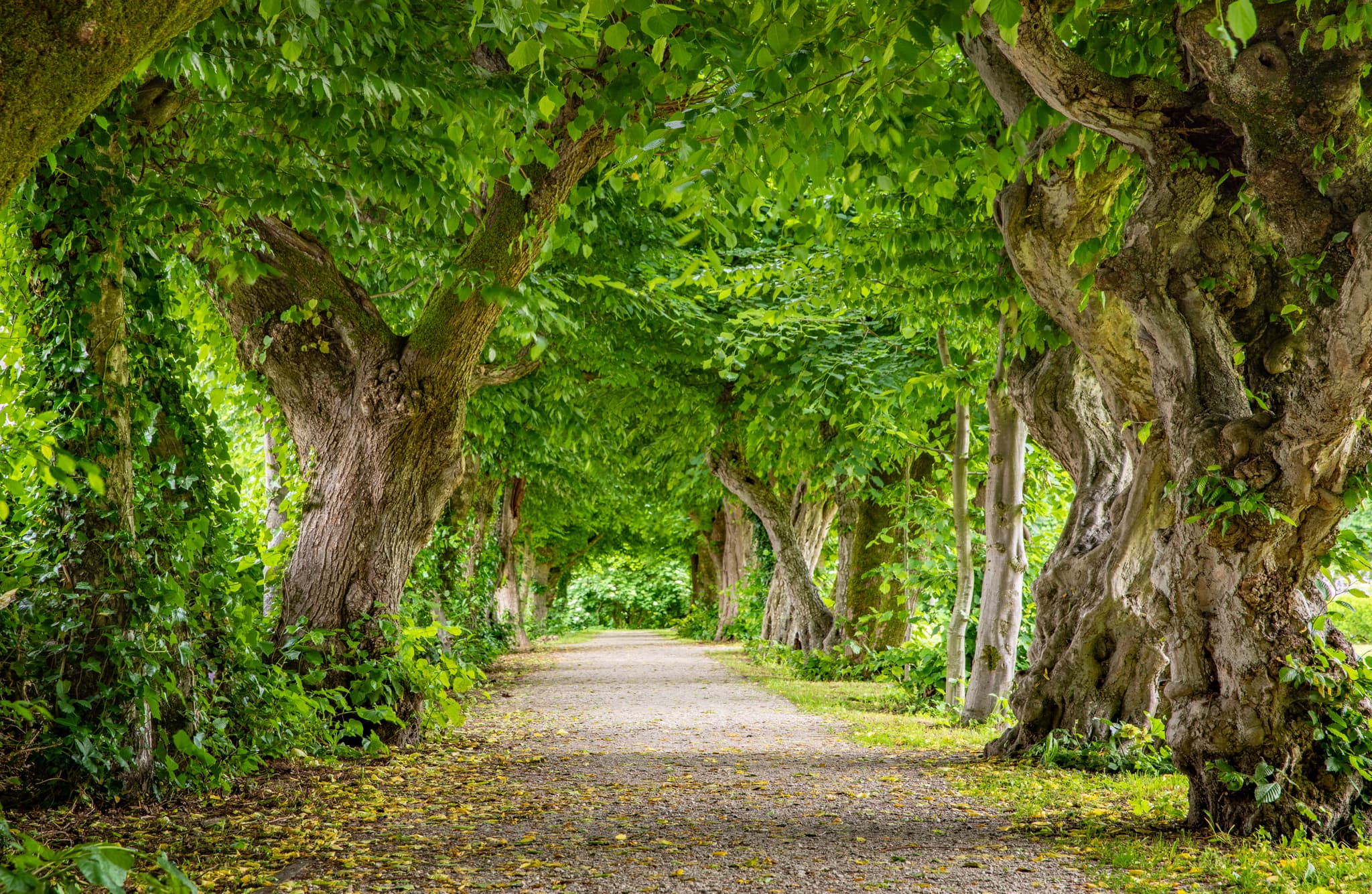 Malerischer Weg durch eine Hainbuchenallee alter, dicht belaubter Bäume im Herrengarten Park, Reichersberg, Ried, Oberösterreich, Österreich.