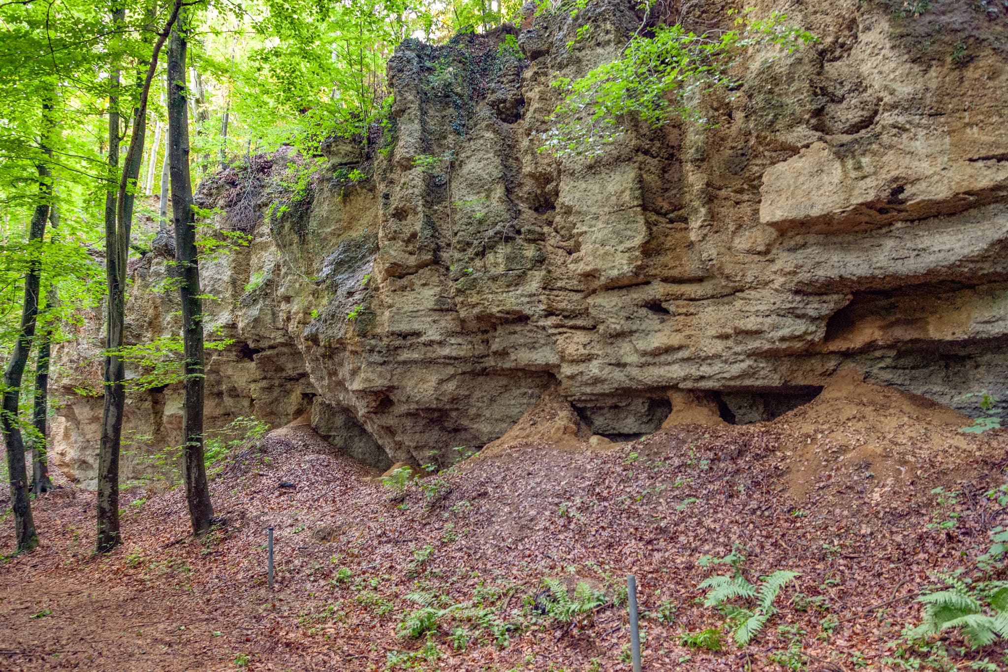 Geologische Orgeln Schroffen bei Oberschroffen in Unterneukirchen, Landkreis Altötting, Oberbayern, Region Inn-Salzach, Deutschland. Felsformationen im Wald.