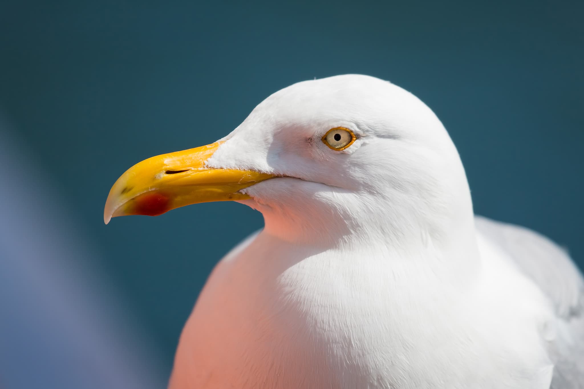 Portrait einer Silbermöwe aufgenommen auf Helgoland, Landkreis Pinneberg, Schleswig-Holstein. Dieses Bild zeigt die Natur an der Nordseeküste in Deutschland.