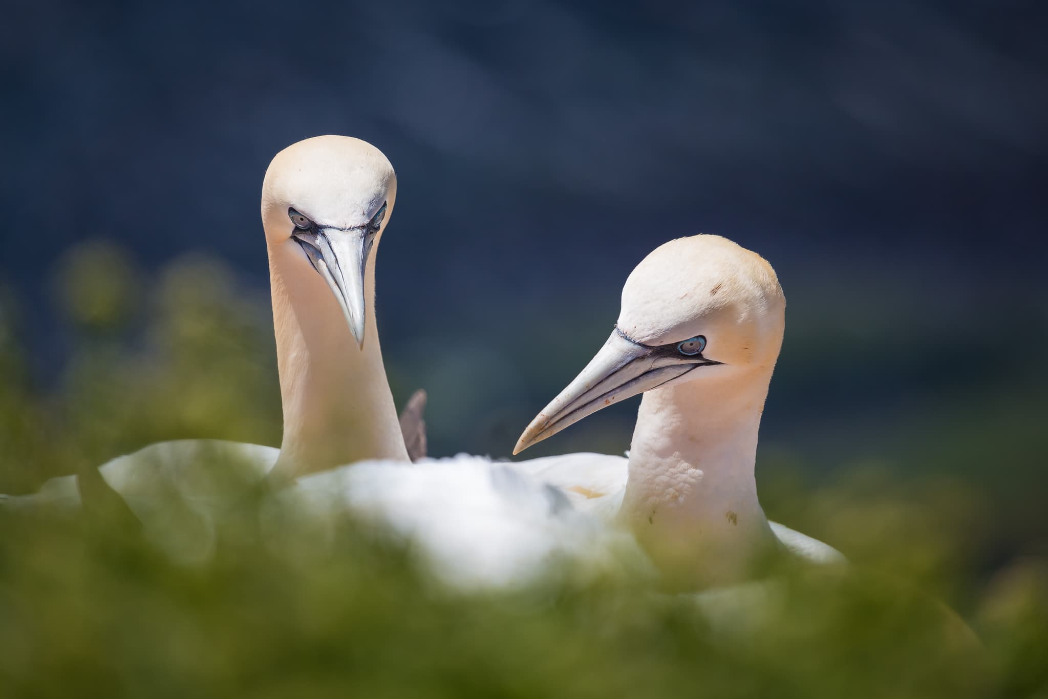 Basstölpel auf Helgoland, der deutschen Hochseeinsel. Die Vögel bewohnen das einzigartige Ökosystem im Landkreis Pinneberg, Schleswig-Holstein, in der Nordsee.