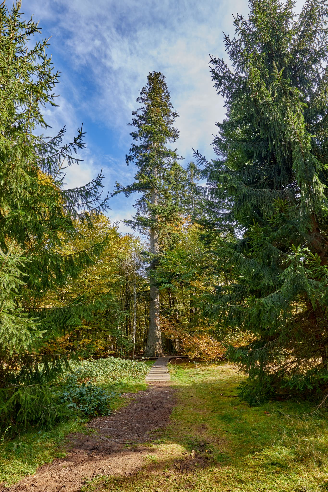Große Arbersee nahe Bayerisch Eisenstein, Landkreis Regen, Niederbayern, Deutschland. See im Bayerischen Wald mit Wald, Bergen und  Tretbootverleih.