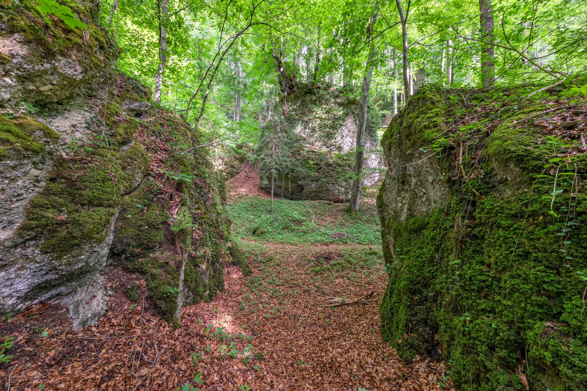 Moosbewachsene Tuffsteinfelsen im Wald am Schlossberg nahe Garching, Landkreis Altötting, Oberbayern. Landschaft der Region Inn-Salzach in Deutschland.