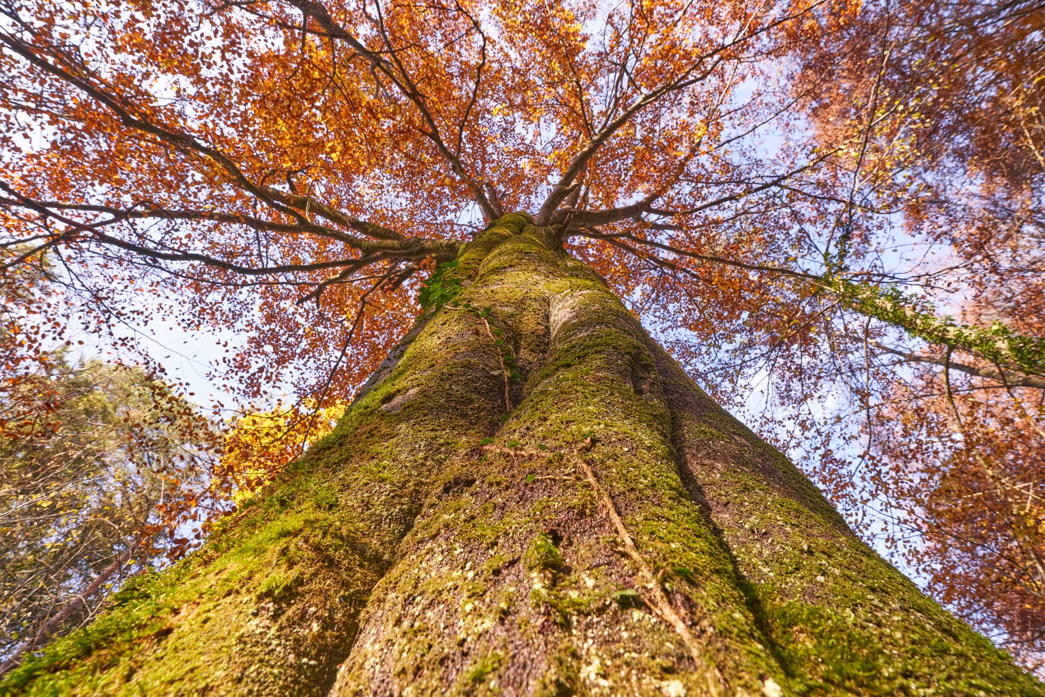 Detailaufnahme eines moosbewachsenen Baumstammes mit leuchtend orangefarbenem Herbstlaub am Klosterau Walderlebnispfad in Mehring, Altötting, Oberbayern.