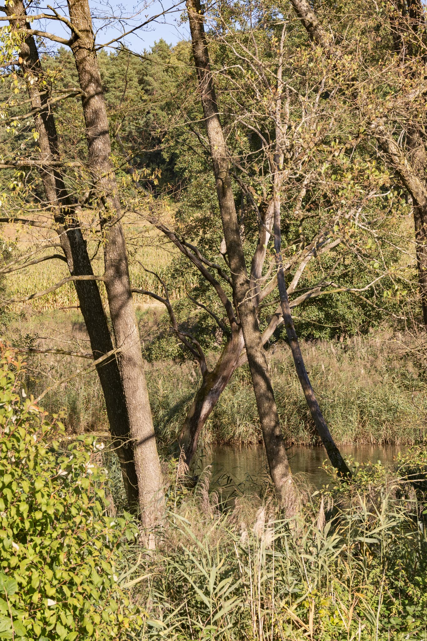 Der Eitzenhamer Bach, Natur bei Dietersburg, Rottal-Inn, Niederbayern. Dichte Vegetation, Schilf und Bäume säumen das Ufer. Landschaft in Deutschland.