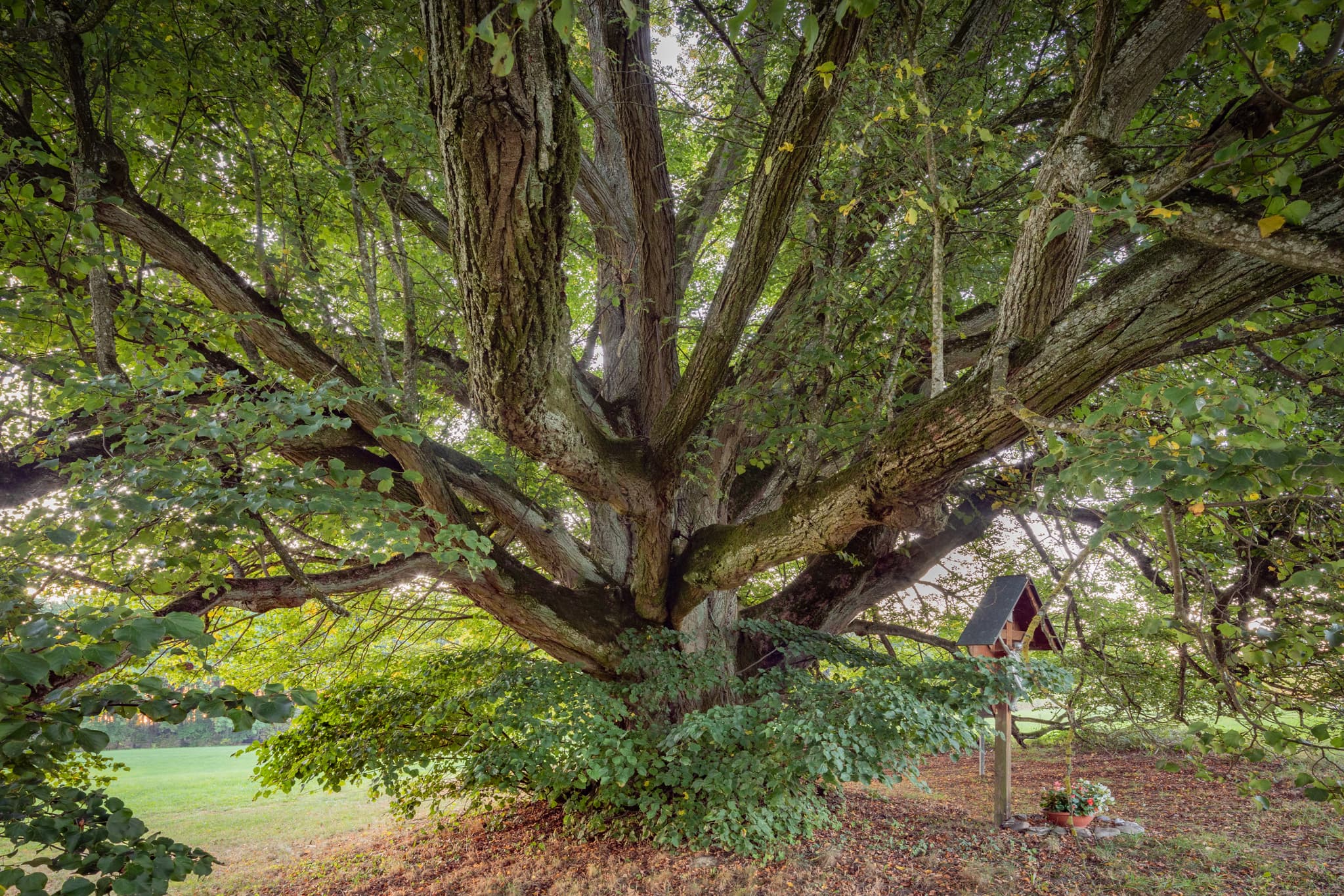 Linde in Kriering, Wittibreut, Rottal-Inn, Niederbayern, Deutschland. Der Baum steht in grüner Wiesenlandschaft der Bäderdreieck-Region.