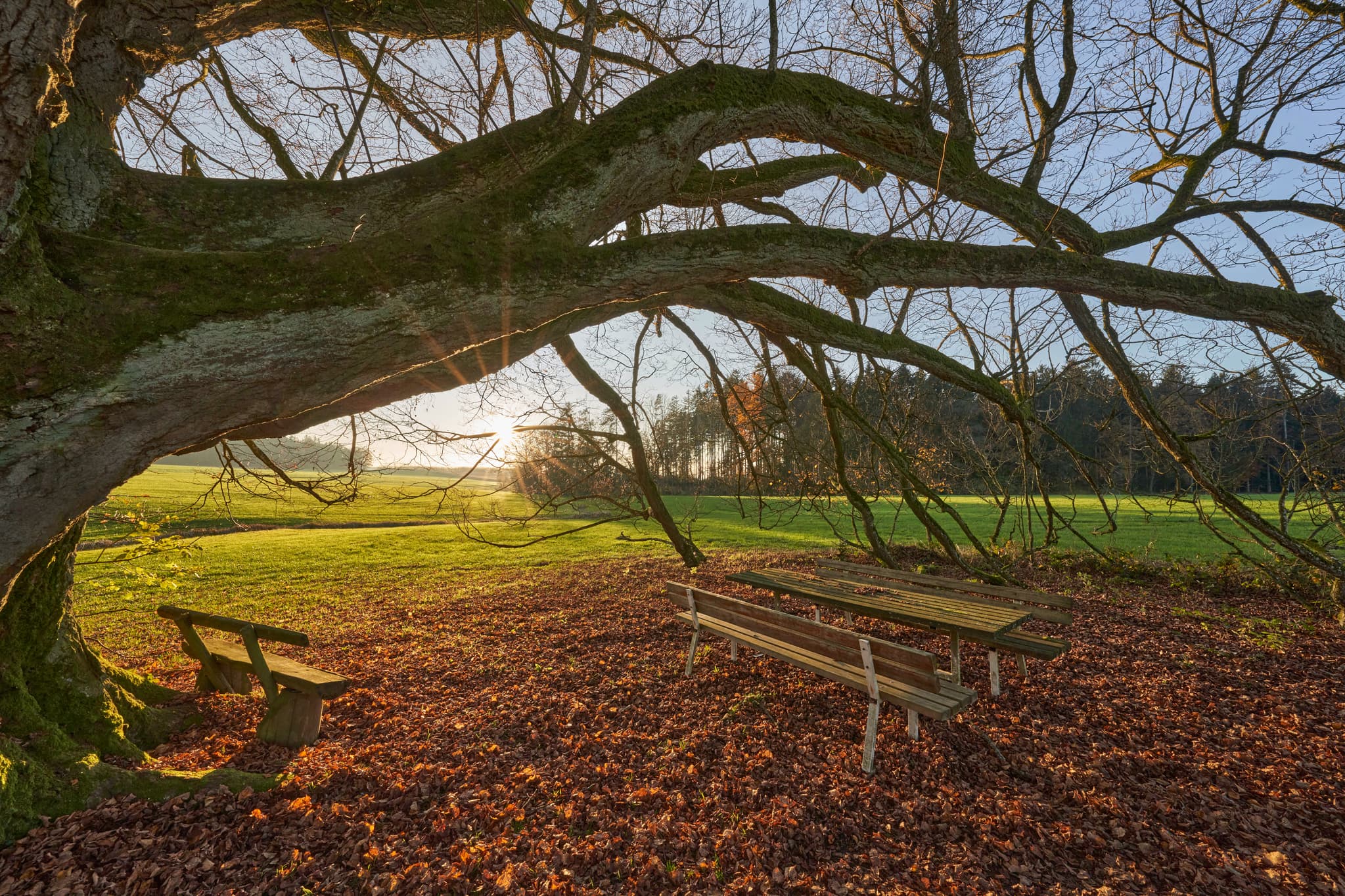 Die markante Linde in Kriering, Wittibreut, Rottal-Inn, ist von Herbstlaub und Bänken umgeben. Sonnenstrahlen beleuchten die Szene in Niederbayern.