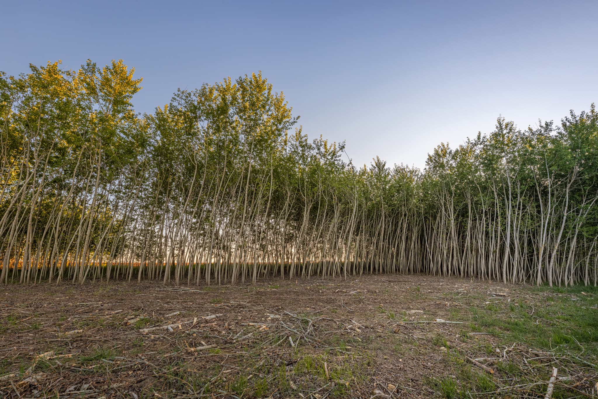 Bild zeigt einen Energiewald mit Pappeln in Mitterskirchen, Landkreis Rottal-Inn, Niederbayern,Bayern, Deutschland.