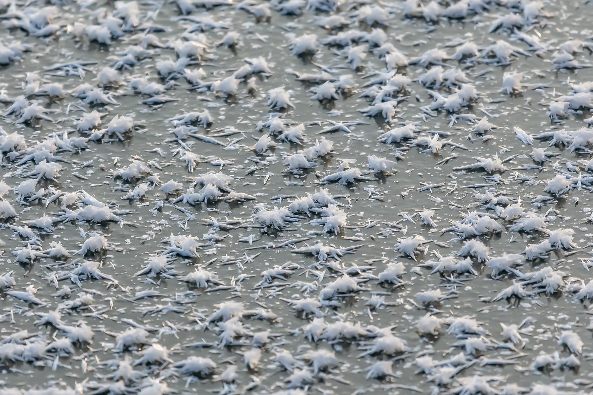 Isenstausee bei Winhöring, Landkreis Altötting, Oberbayern, Deutschland. Winterlandschaft mit Eiskristallen auf gefrorenem Wasser. Region Inn-Salzach.
