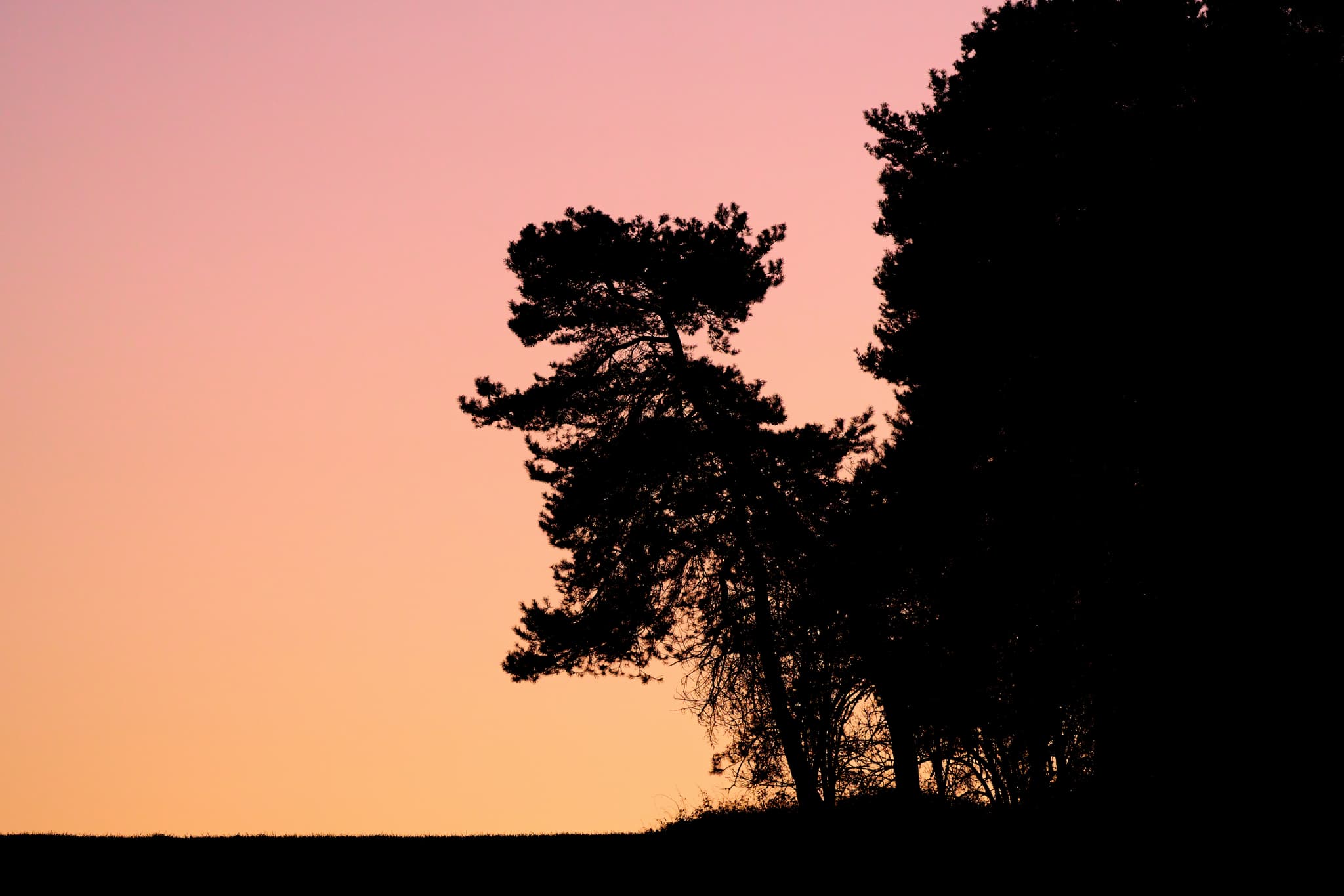 Arbing, Reischach, Altötting, Oberbayern, Inn-Salzach. Baum-Silhouetten am Horizont. Himmel in Rosa/Orange. Ruhige Naturaufnahme zur Abenddämmerung.