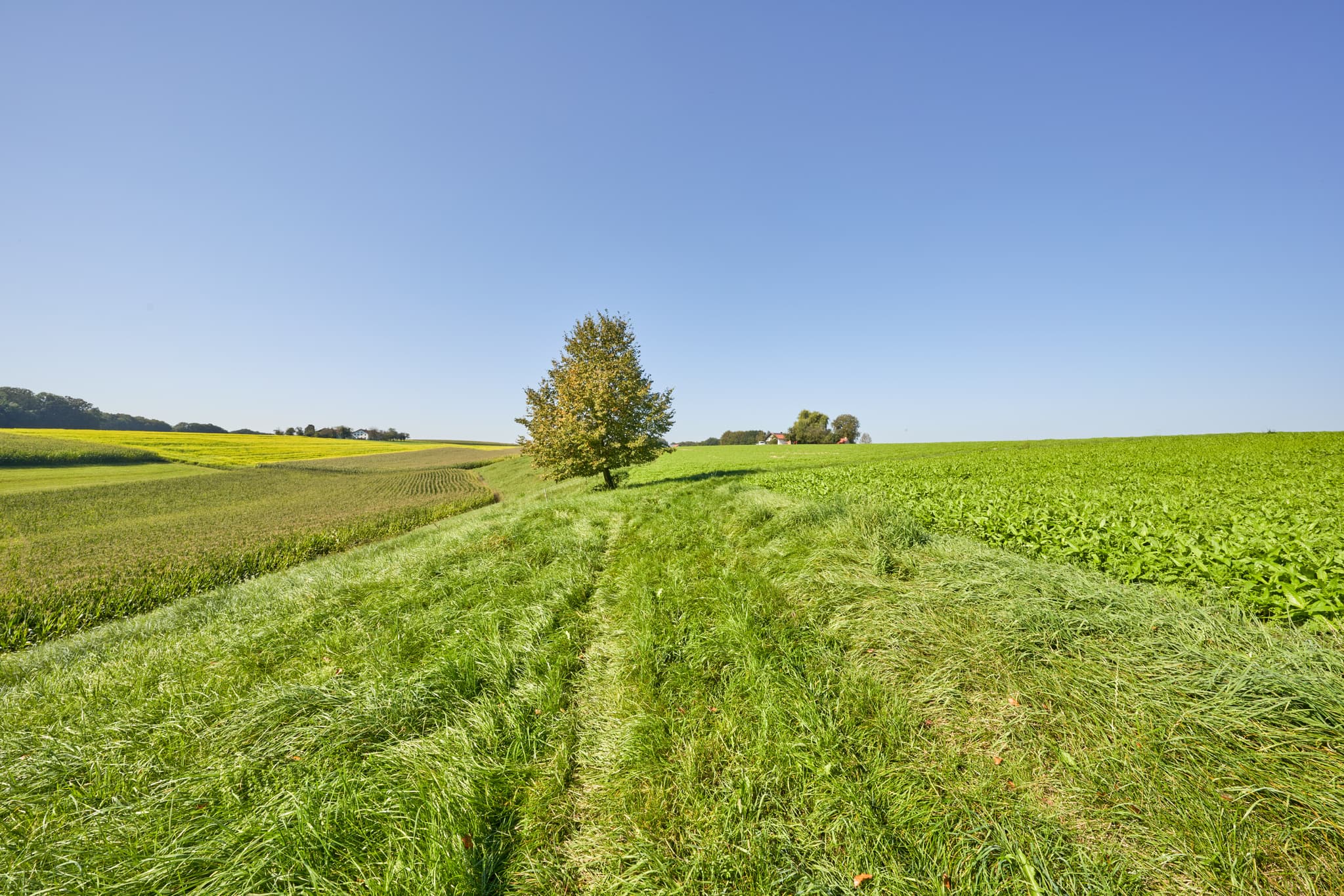 Ein grüner Feldweg führt durch weite Felder unter strahlend blauem Himmel in der ländlichen Region von Kastl, Altötting, Oberbayern, Inn-Salzach, Deutschland.