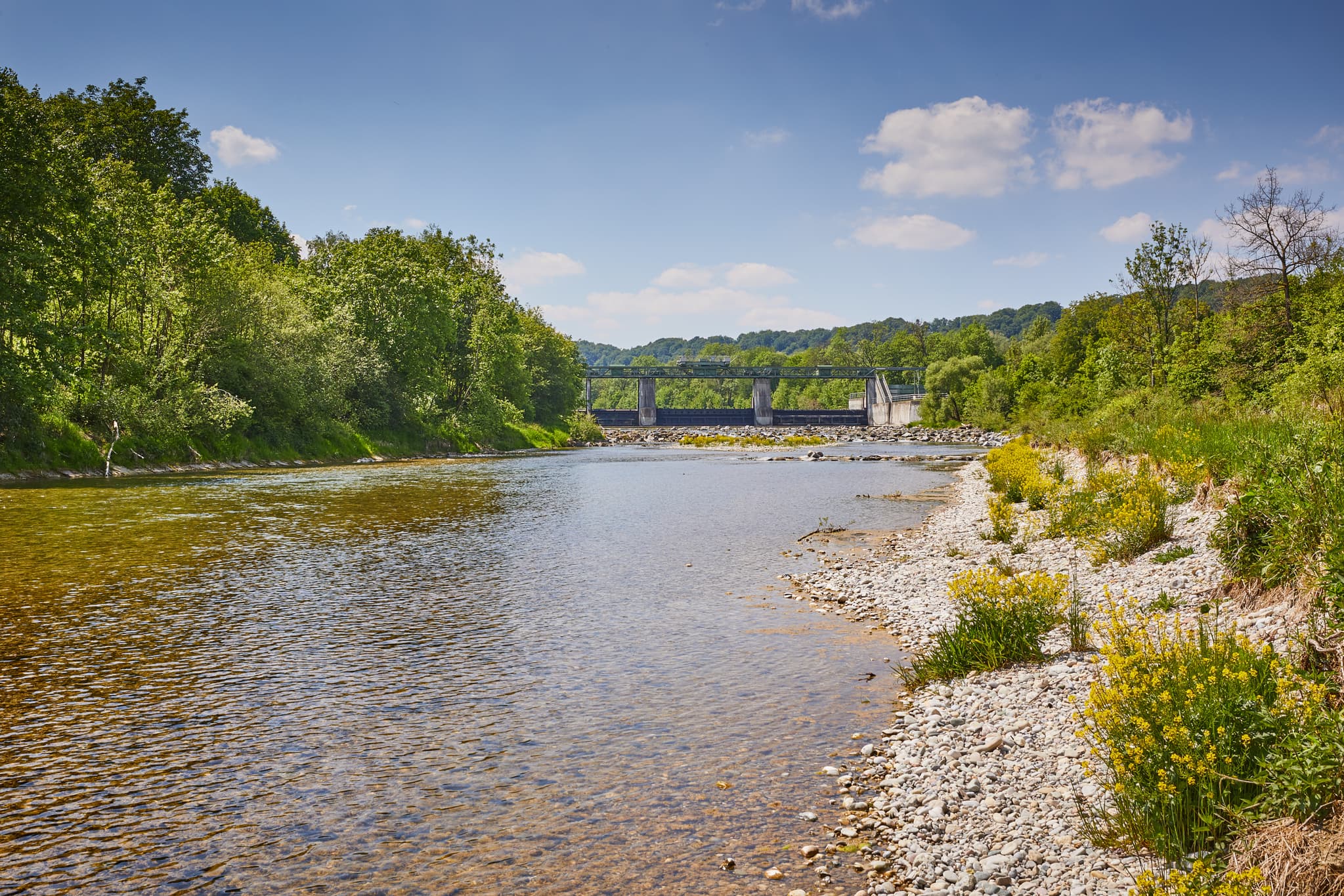 Idyllischer Alz Radweg entlang des klaren Flusses Alz bei Burgkirchen-Hirten, Altötting, Oberbayern, Inn-Salzach. Die Landschaft zeigt Grün und Kiesufer.