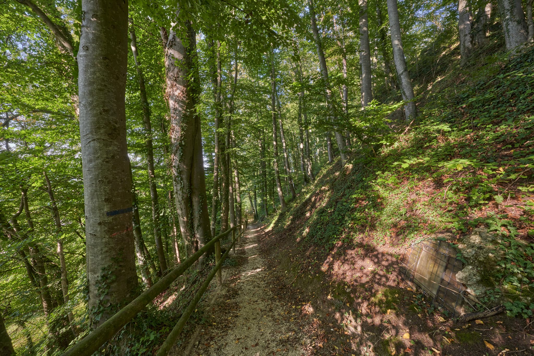 Waldweg in Margarethenberg, Burgkirchen, Altötting. Pfad von Bäumen gesäumt, sonnendurchflutet. Dichte Vegetation. Naturlandschaft Oberbayern, Inn-Salzach.