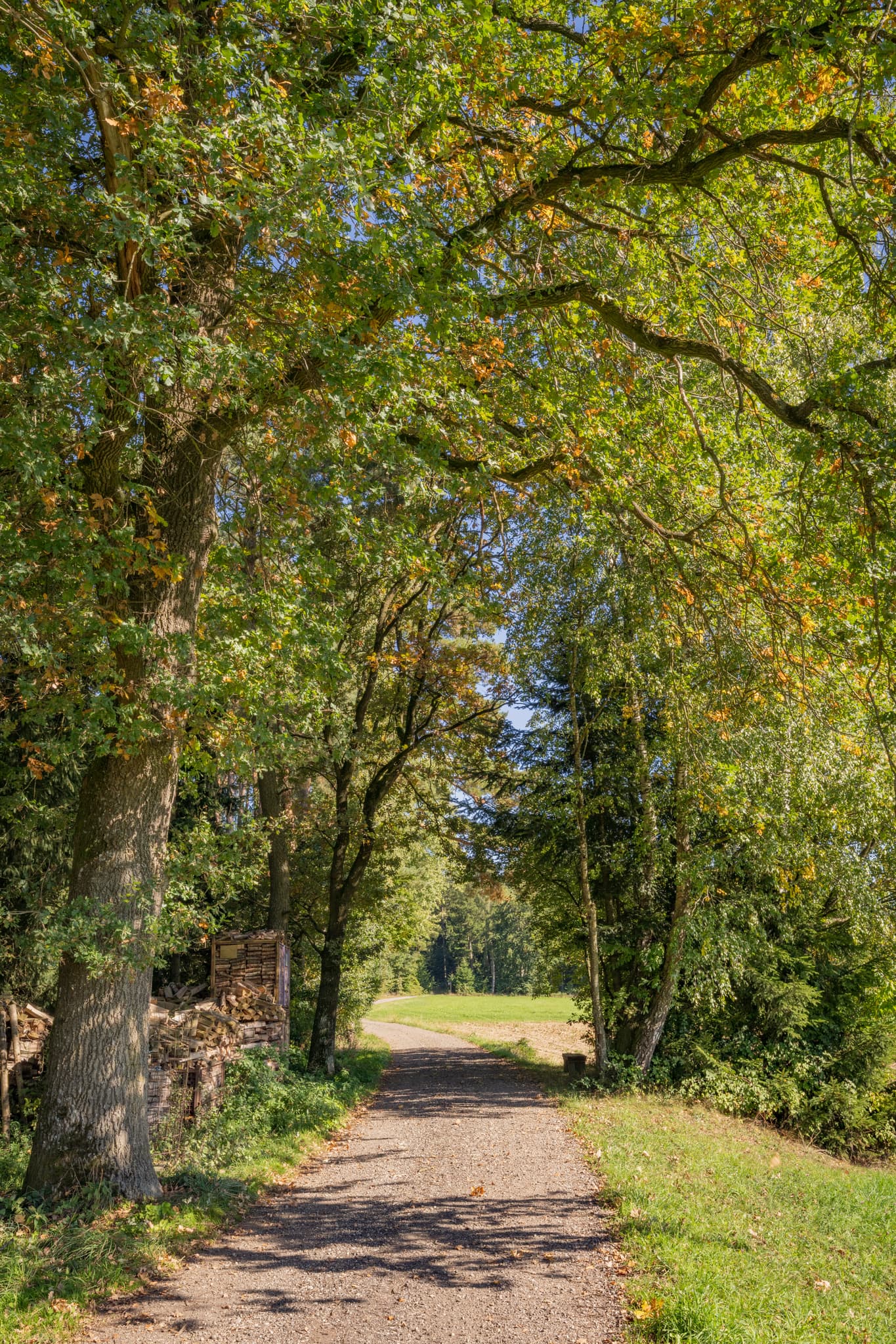 Landschaft am Wanderweg 2 nahe Lapperding  nach Guteneck, Johanniskirchen, Rottal-Inn ist umgeben von Bäumen und grünen Wiesen, Holzland in Niederbayern.