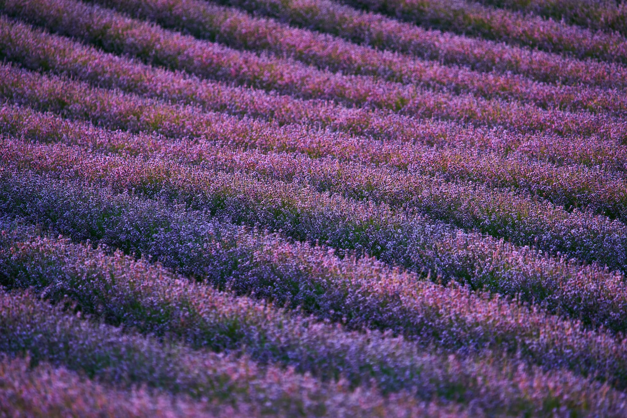 Ein malerisches Lavendelfeld mit seinen charakteristischen violetten Blütenreihen, aufgenommen in Adlstraß, Dorfen, Erding, Oberbayern, Münchner Umland.