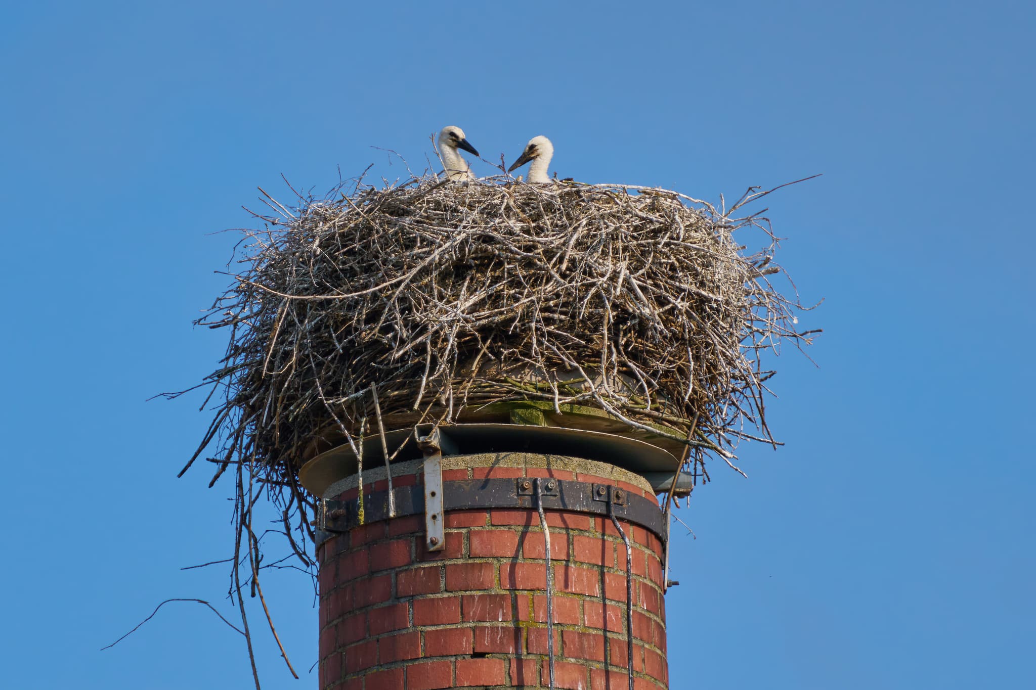 Jungstörche im Nest auf dem Graf Arco Turm in Bad Birnbach, Rottal-Inn, Niederbayern. Das Storchennest auf einem Backsteinturm im Bäderdrieck, Deutschland.