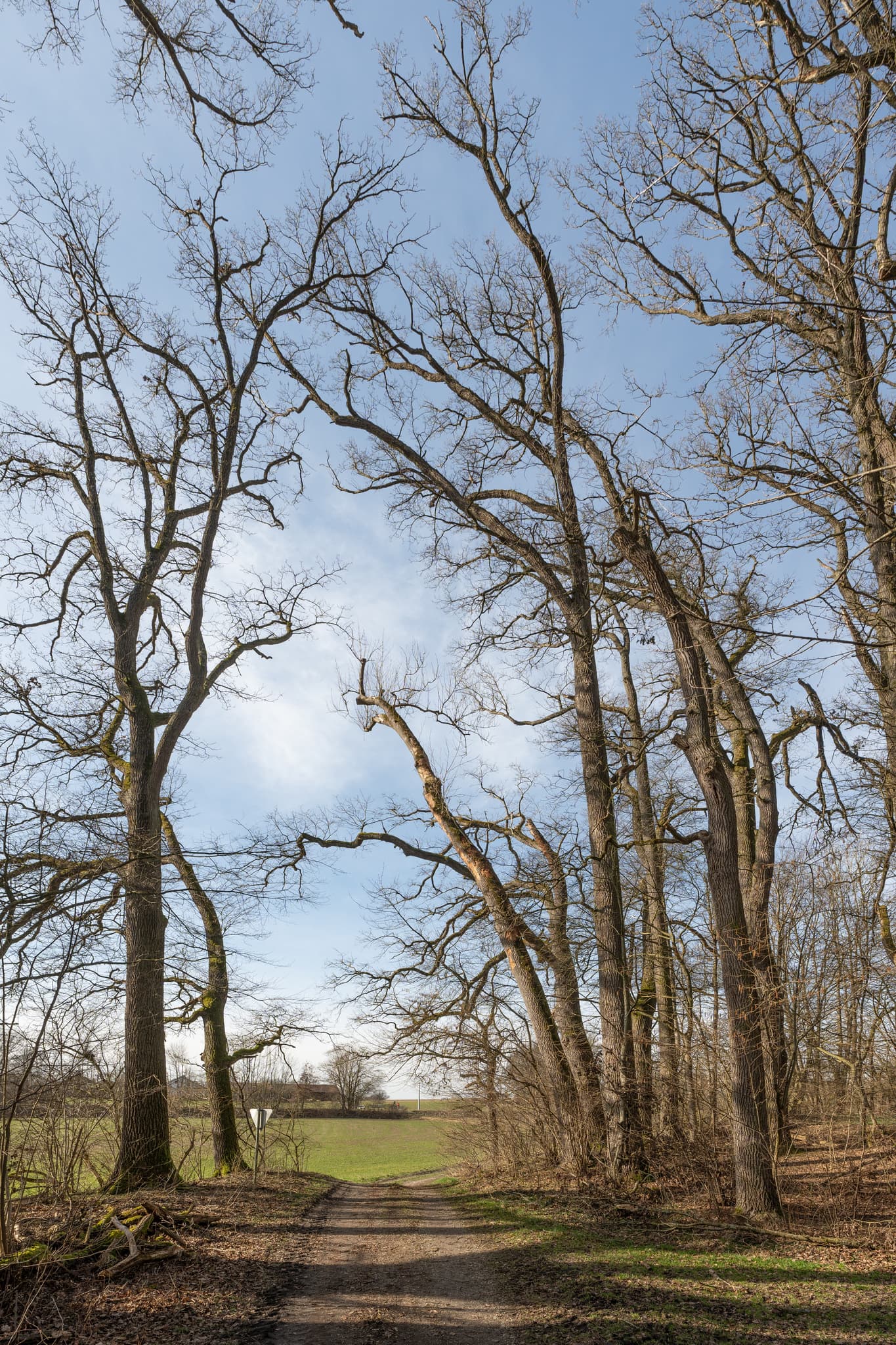 Naturbelassener Weg durch winterliche Bäume am Isen-Stausee nahe Winhöring, Landkreis Altötting. Landschaft in Oberbayern, Region Inn-Salzach, Deutschland.