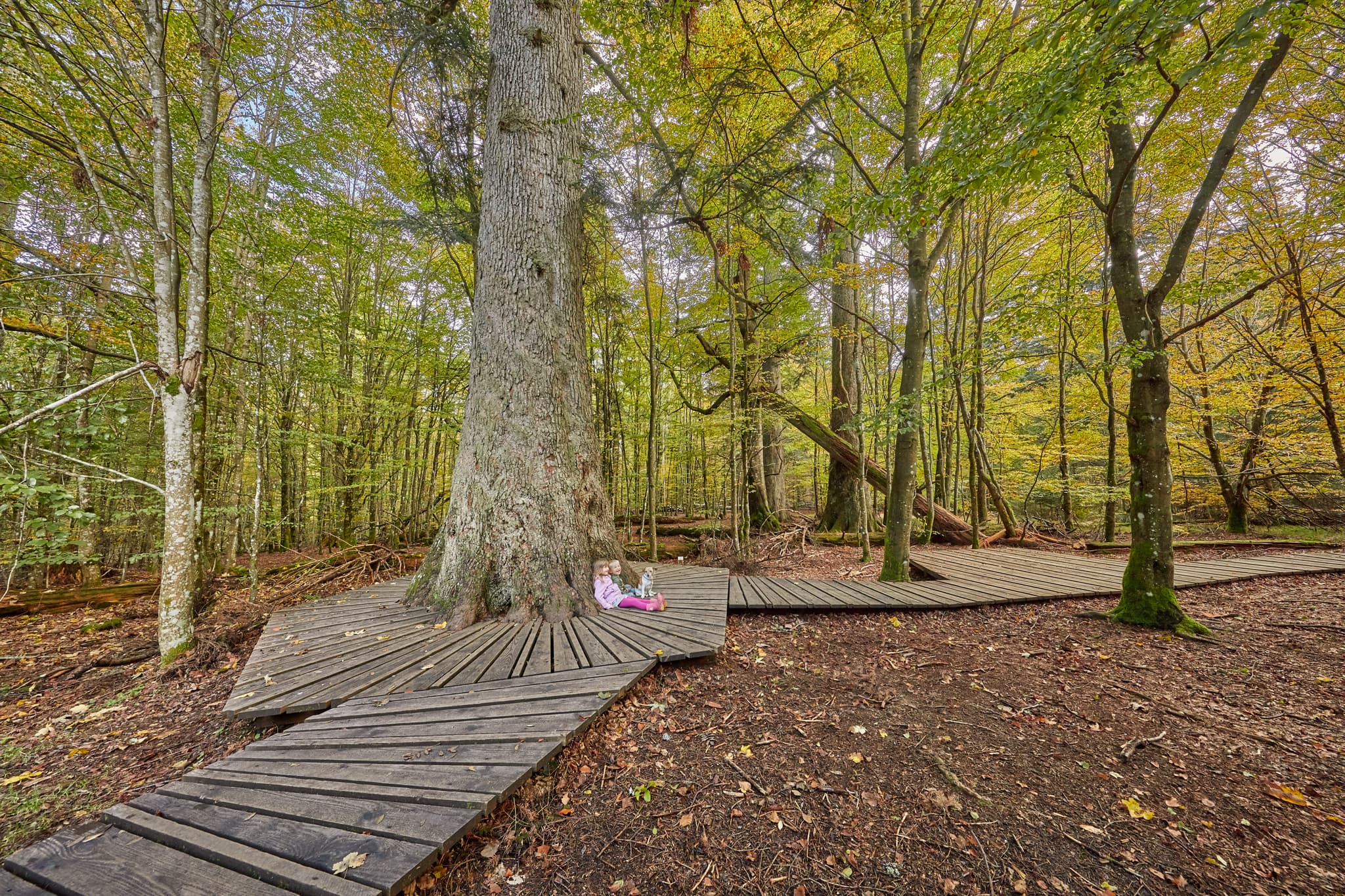 Waldhaustanne im Hans-Watzlik-Hain, mit Holzpfaden im herbstlichen Wald. In Bayerisch Eisenstein, Landkreis Regen, Niederbayern, im Bayerischen Wald gelegen.