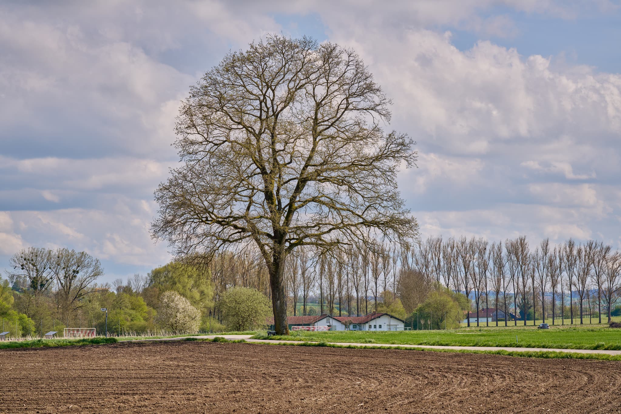 Idyllische Landschaftsaufnahme eines Baumes am Sportplatz in Weng Moos, Bad Griesbach im Landkreis Passau, Niederbayern, Donau-Wald, Deutschland.