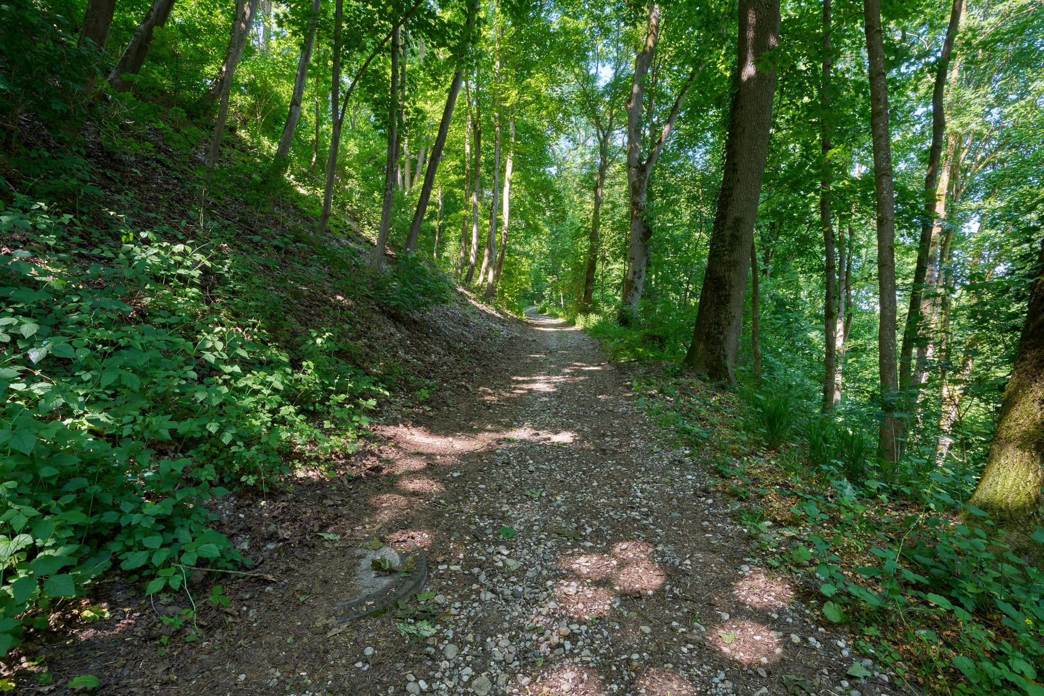 Wanderweg durch den Wald bei Ecksberg, Mühldorf am Inn, Oberbayern. Dieser Pfad führt durch dichte Bäume und bietet ein naturnahes Erlebnis im Grünen.