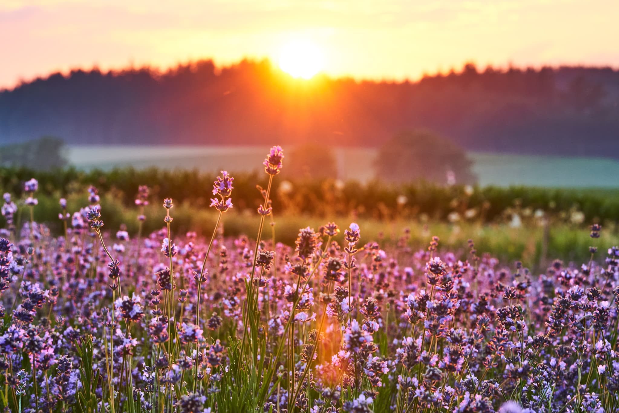 Blühendes Lavendelfeld Adlstraß, Dorfen, Landkreis Erding, Oberbayern. Abendsonne taucht Erdinger Land in warmes Licht. Hügel und Wald prägen Szene.