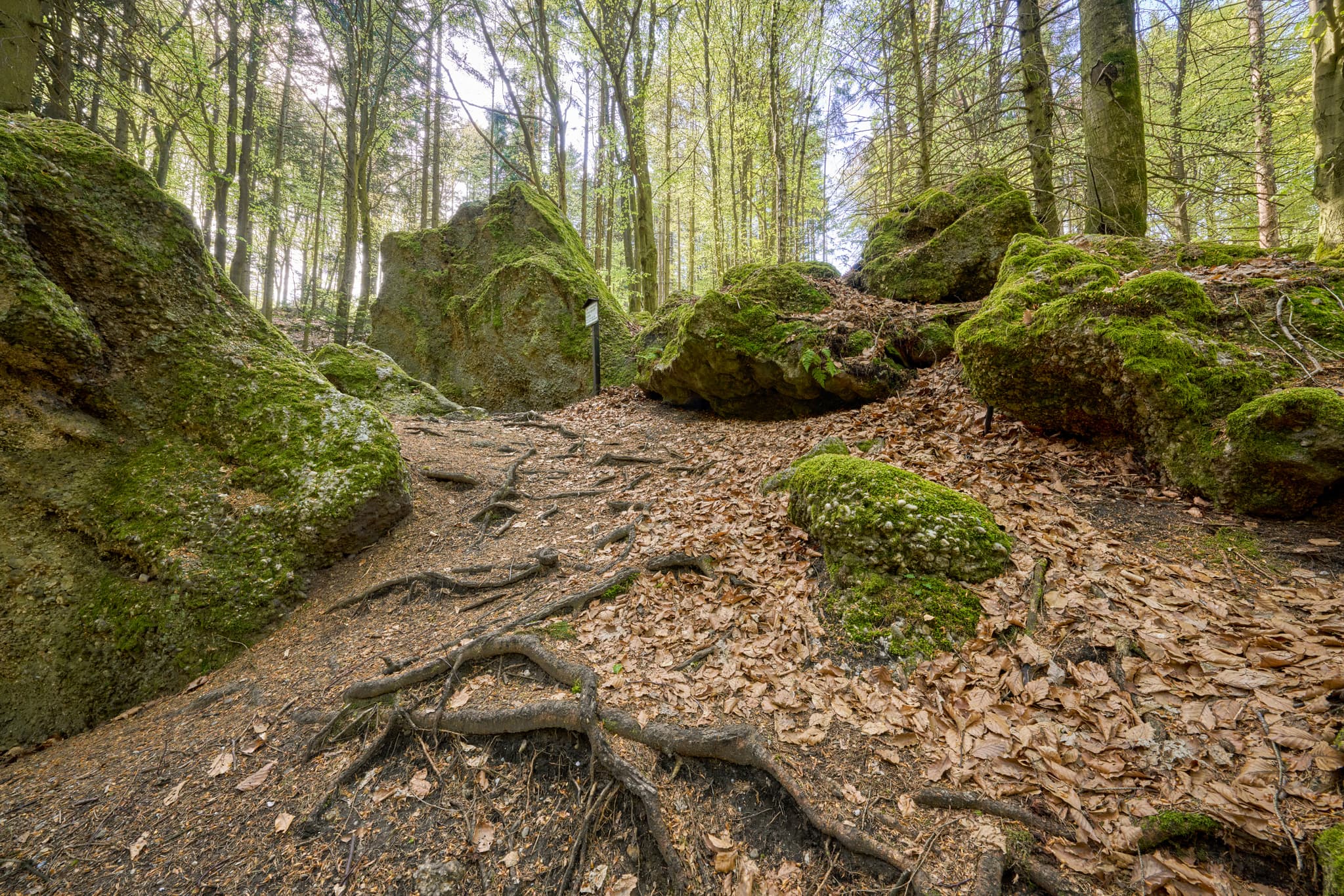 Waldweg mit bemoosten Felsen in St. Salvator Luisenburg, Bad Griesbach. Passau, Niederbayern, Deutschland.
