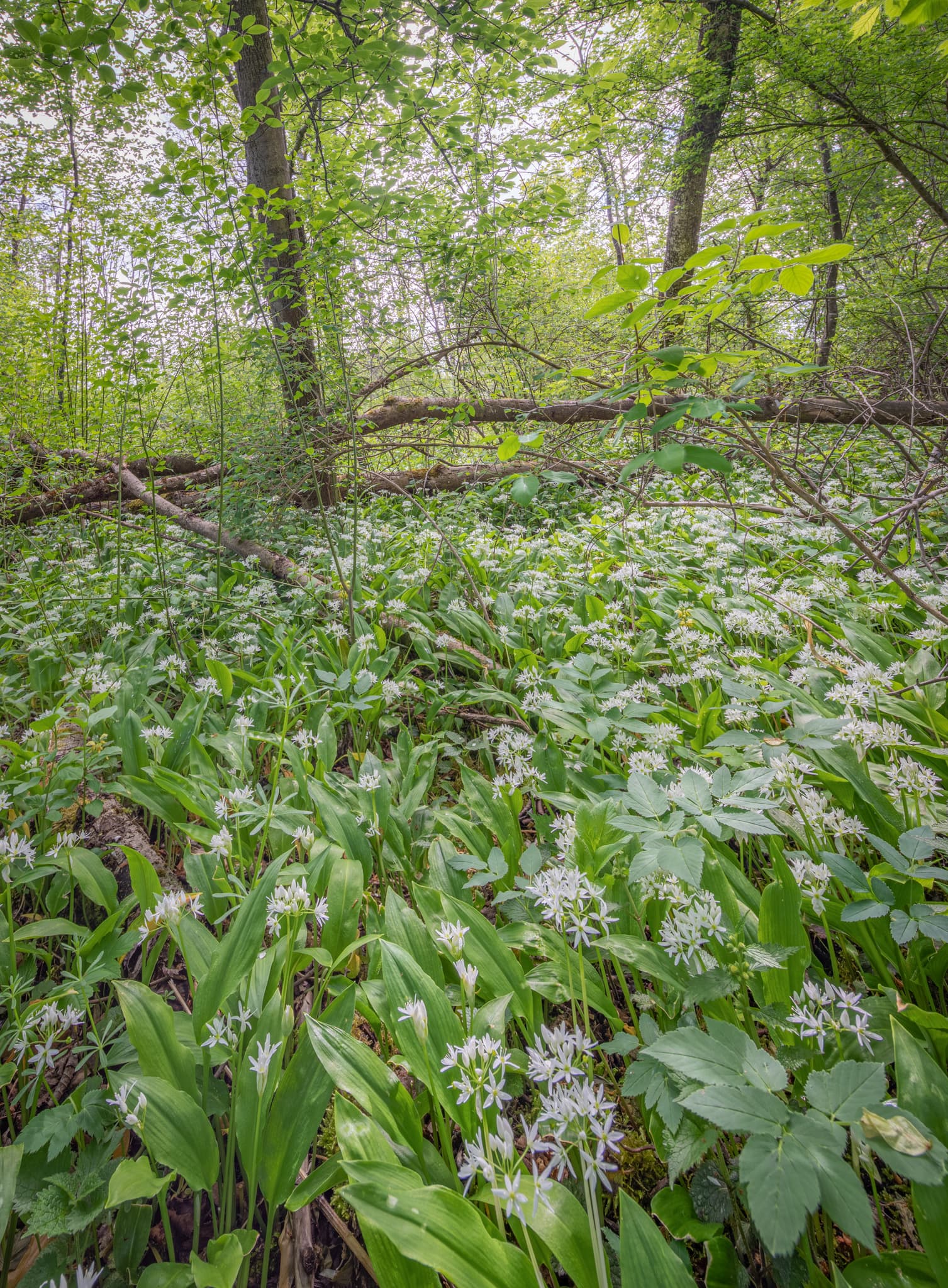 Üppiger Bärlauchwald an der Alz bei Garching, Altötting, Oberbayern. Eine blühende Szenerie in der Inn-Salzach Region, Deutschland.