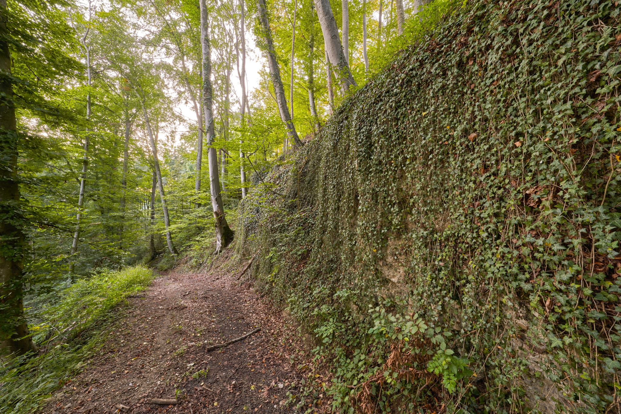 Ein Waldpfad führt entlang einer mit Efeu bewachsenen Felsformation in Klaffl, Kastl im Landkreis Altötting, Oberbayern, Region Inn-Salzach, Deutschland.