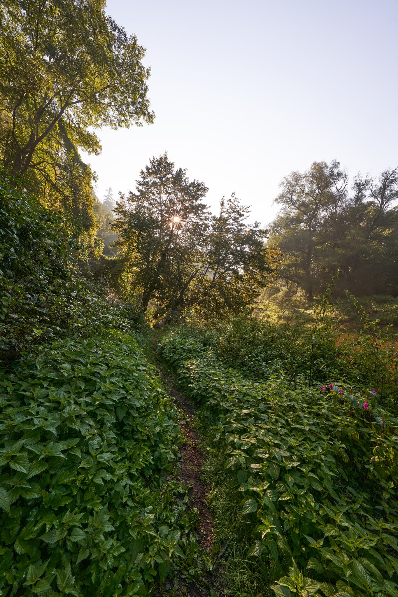 Idyllischer Pfad, dichte grüne Vegetation bei Steinhöring, Winhöring, Landkreis Altötting, Oberbayern, Inn-Salzach, Deutschland. Sonnenstrahlen durch die Bäume.