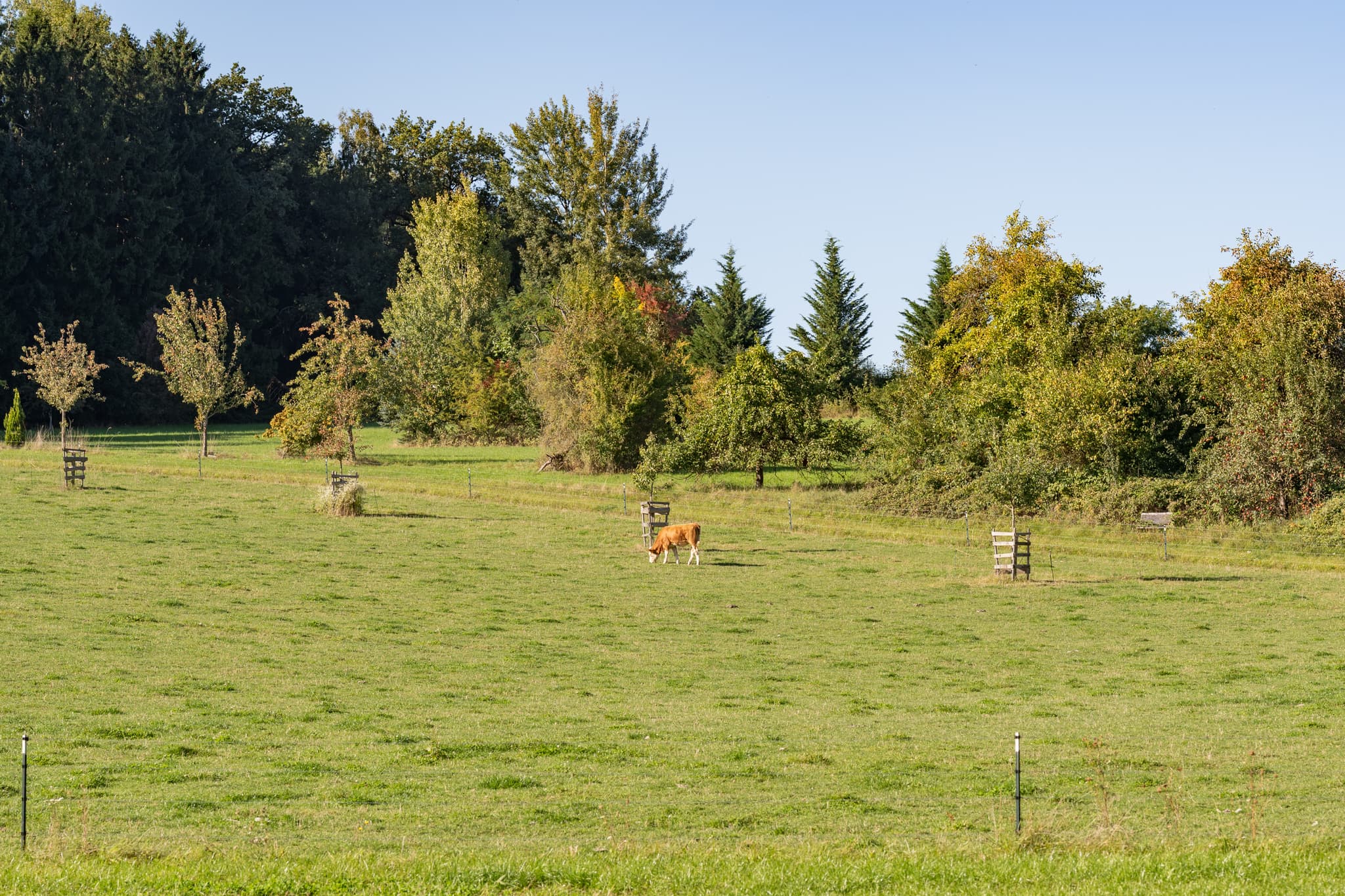 Landschaft mit grasender Kuh in Lapperding, Johanniskirchen, Landkreis Rottal-Inn, Niederbayern. Grüne Wiesen und Bäume im Holzland, Deutschland.