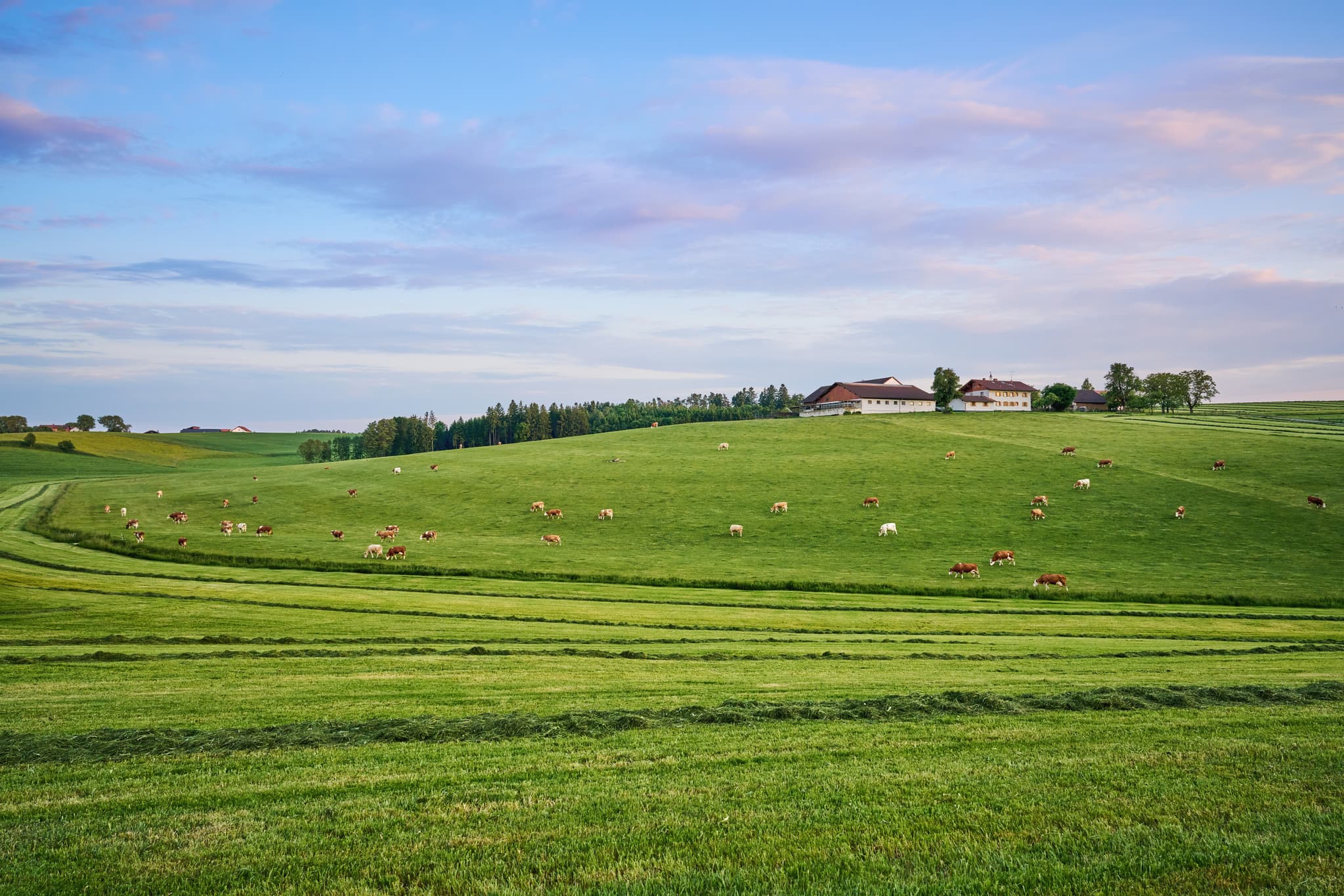 Idyllische Kuhweidelandschaft bei Hummelsberg in Mitterskirchen, Landkreis Rottal-Inn, Niederbayern. Genießen Sie die Schönheit der bayerischen Natur.