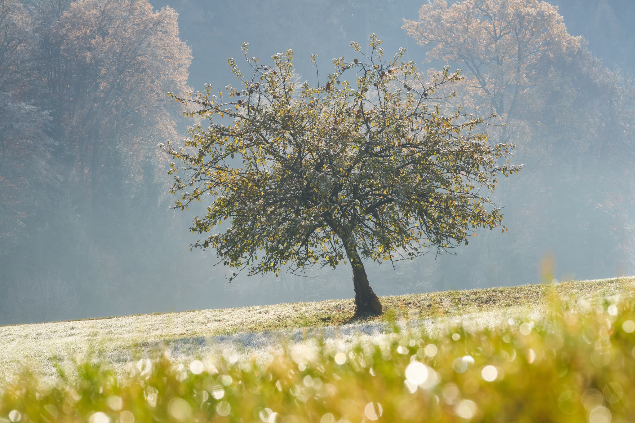 Ein bezauberndes Foto eines Baumes mit Raureif in Pomming, Oberbayern, Deutschland. Die Inn-Salzach Region besticht durch ihre landschaftliche Schönheit.