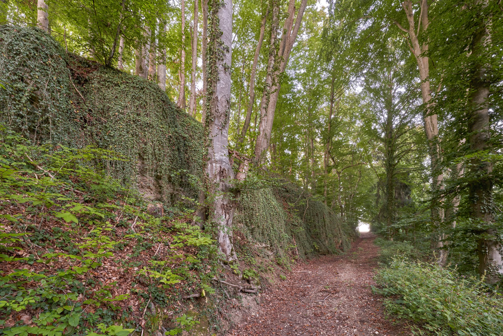 Waldweg mit Geologische Orgeln in Klaffl, Kastl, Altötting. Die Natur prägt die Region Inn-Salzach in Oberbayern, Deutschland.