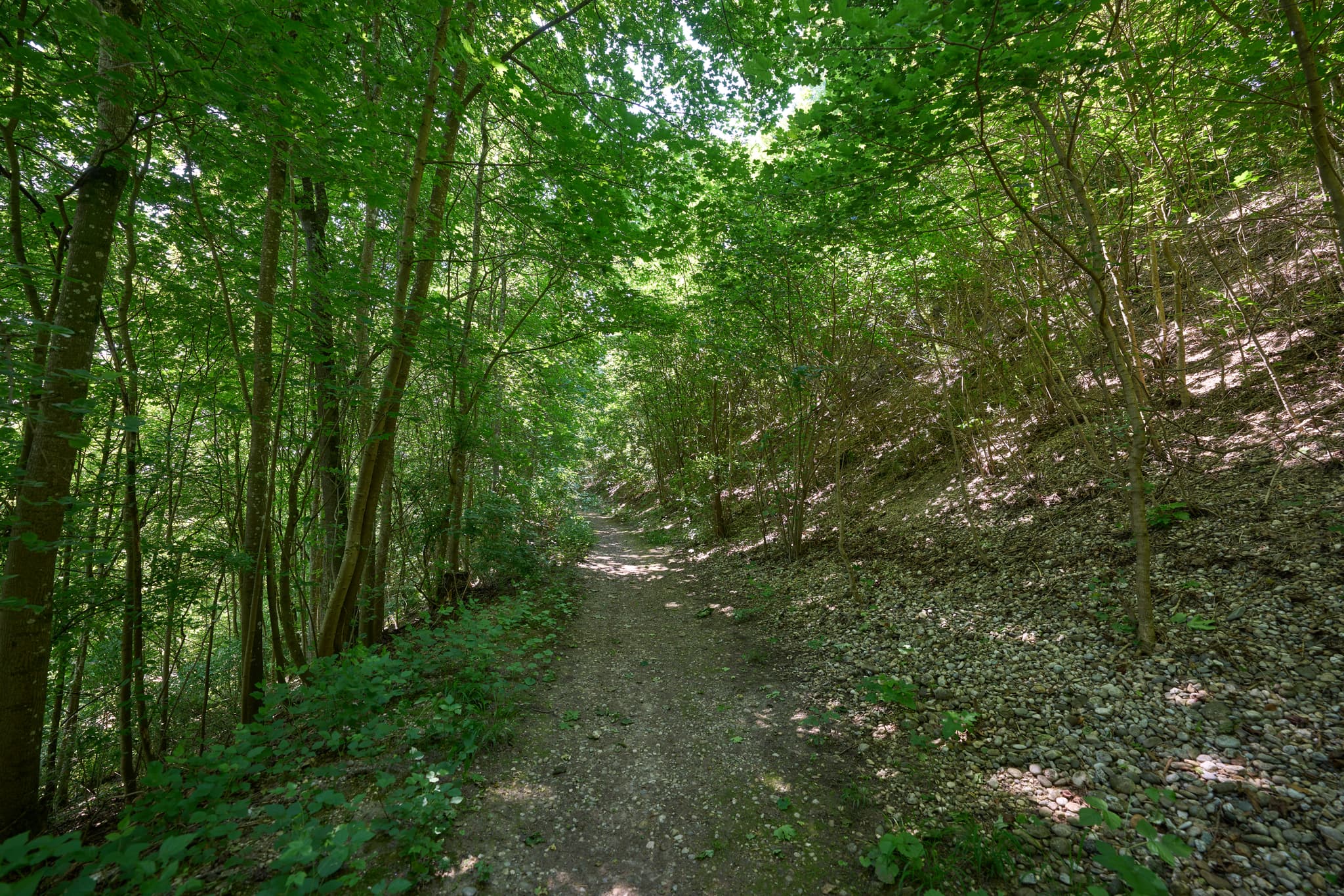 Ein idyllischer Wanderweg führt durch einen lichten Wald bei Ecksberg. Diese Aufnahme aus dem Landkreis Mühldorf am Inn zeigt die ruhige Natur der Inn-Salzach.