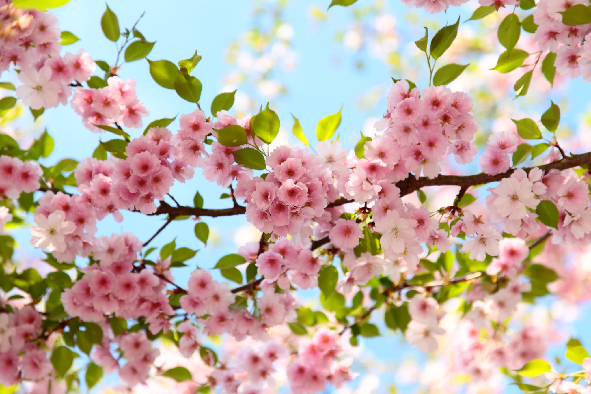 Ein Bild der Kirschblüte am Hallenbad-Parkplatz in Mühldorf. Die rosa Blütenzweige vor blauem Himmel zeigen den Frühling in Oberbayern, Region Inn-Salzach.