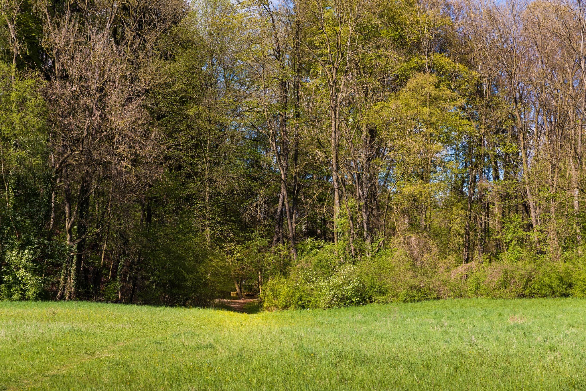 Ein Weg in einen Wald bei Garching, Landkreis Altötting, Oberbayern, Region Inn-Salzach, Deutschland. Landschaft an der Alz.