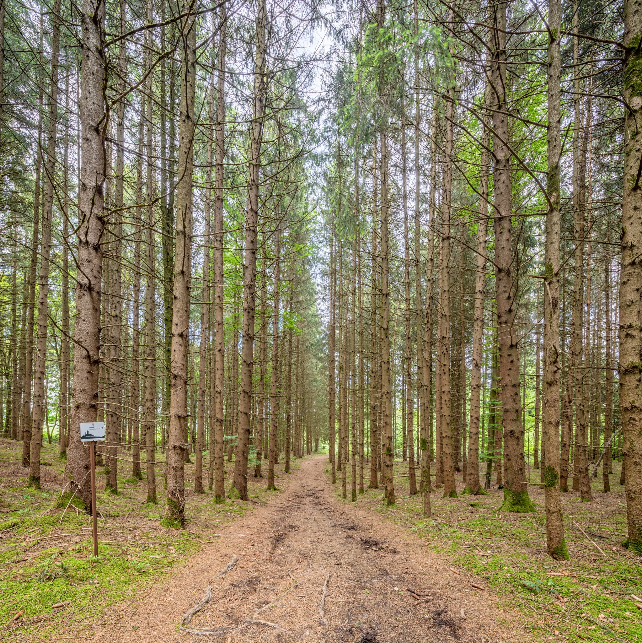 Waldweg durch Nadelwälder, Todeiskesselweg im Haager Land Nr. 10-11, Haag, Mühldorf am Inn, Oberbayern, Region Inn-Salzach, Deutschland.