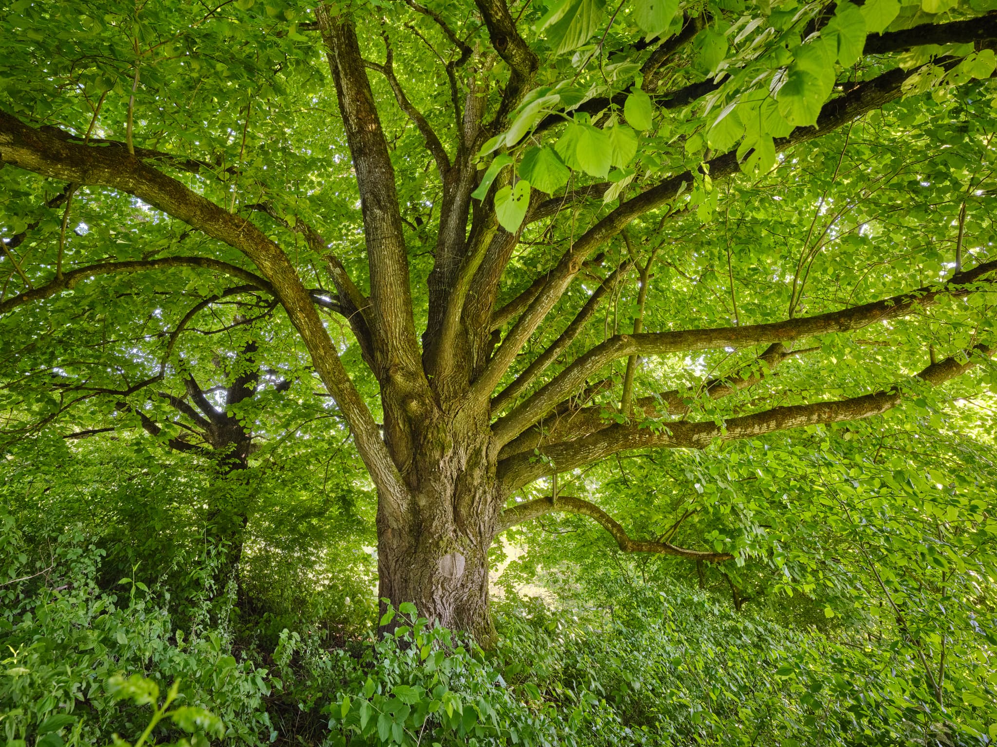 Baum in Steinhausen, Landkreis Oberbayern, Bayern, Südbayern
