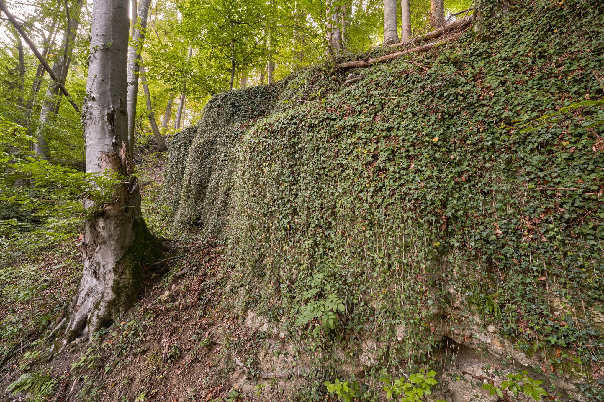 Geologische Orgeln bei Klaffl, Ortsteil von Kastl, Landkreis Altötting, Oberbayern, Deutschland. Überwachsene Felsformationen in der Region Inn-Salzach.