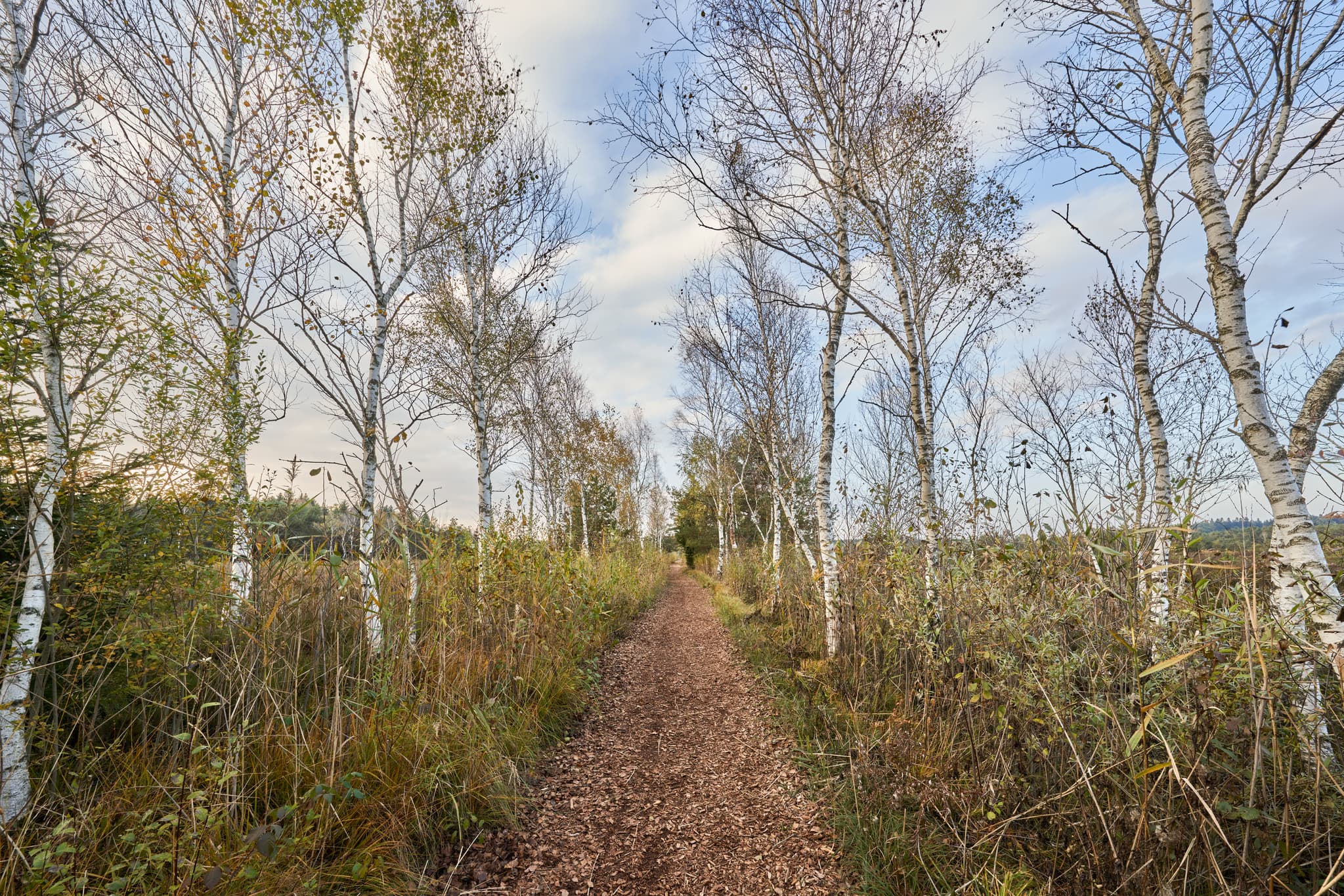 Weg durch das Schönramer Filz bei Petting, Traunstein, Oberbayern. Birken säumen den Pfad in dieser Moorlandschaft des Chiemgaus, Deutschland.