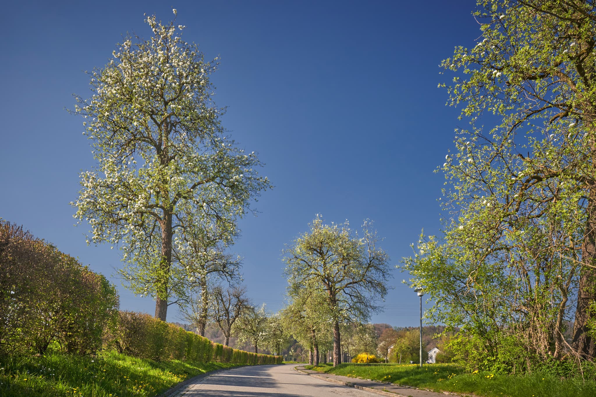 Frühlingslandschaft bei Stammham, Landkreis Altötting, Oberbayern. Baumallee mit blühenden Bäumen in der Region Inn-Salzach, Deutschland.